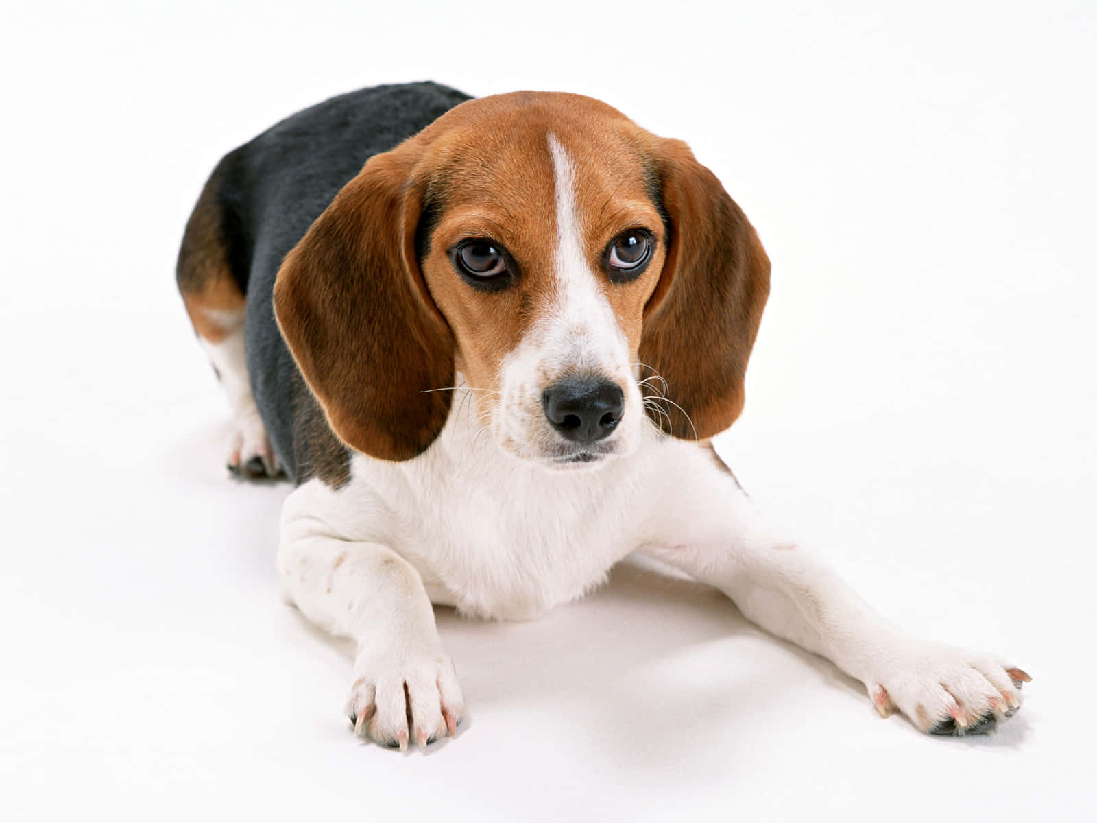 Small Dog Beagle Overhead Angle Shot Background