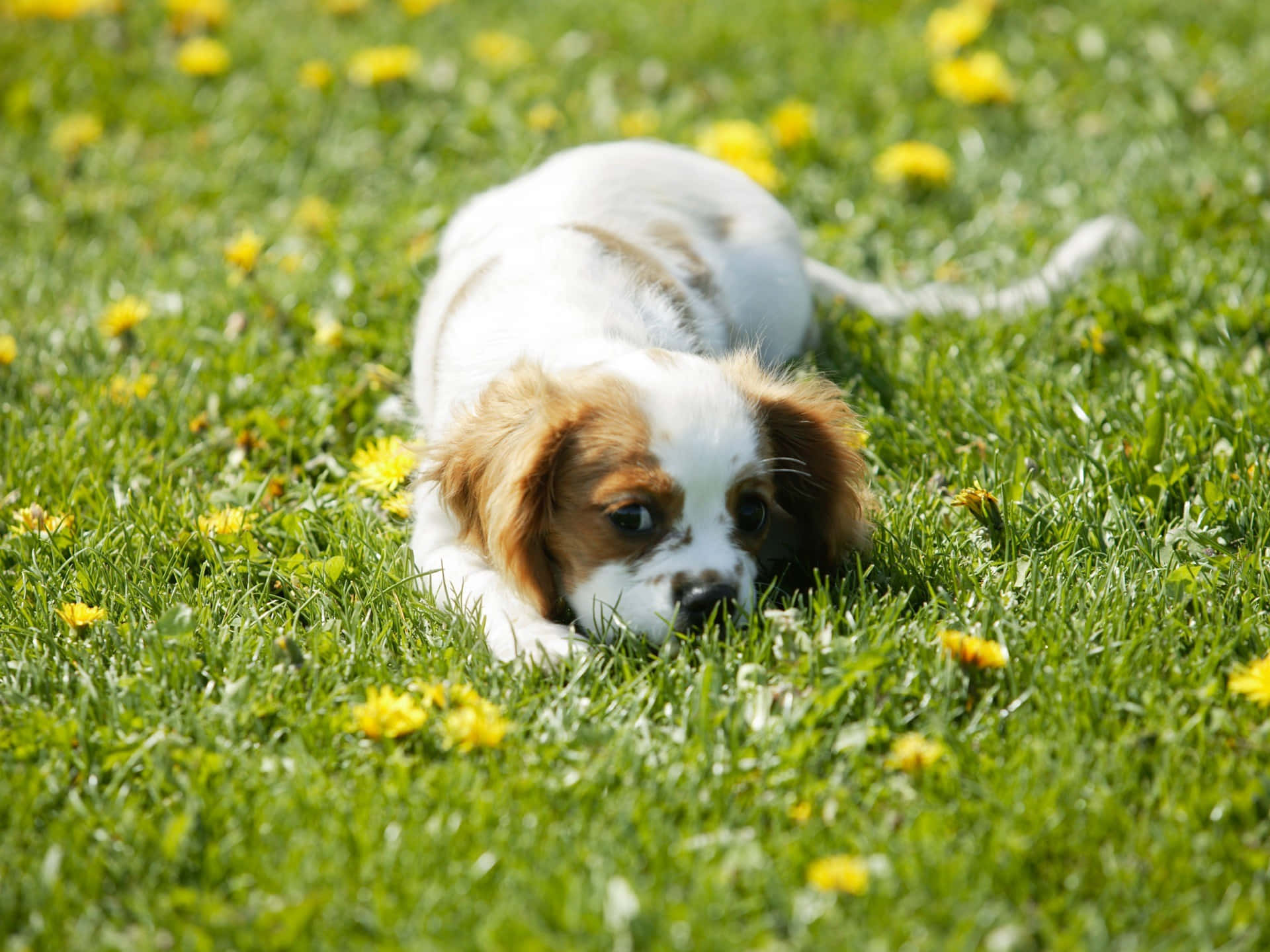 Small Dog - Cavalier King Charles Spaniel Enjoying Outdoors Background