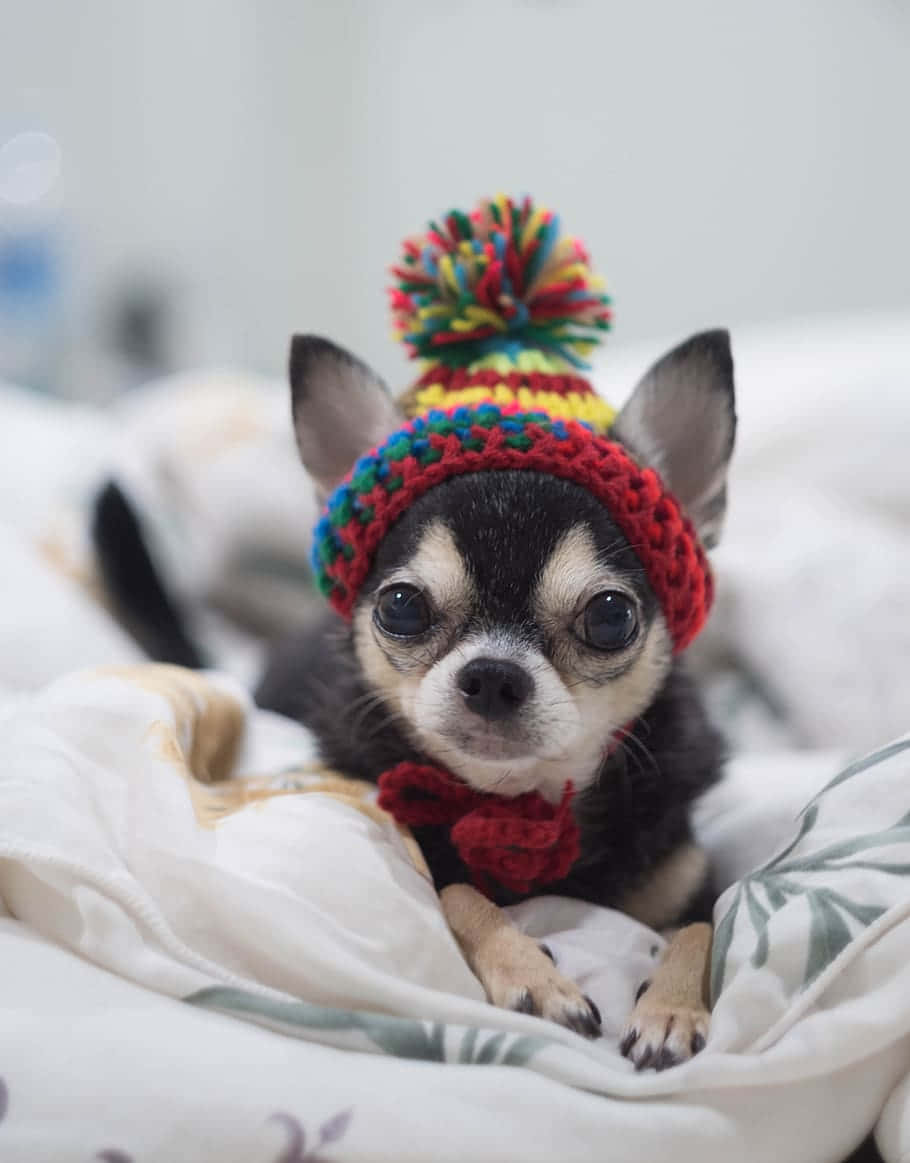 Small Dog Chihuahua With Crochet Portrait Background