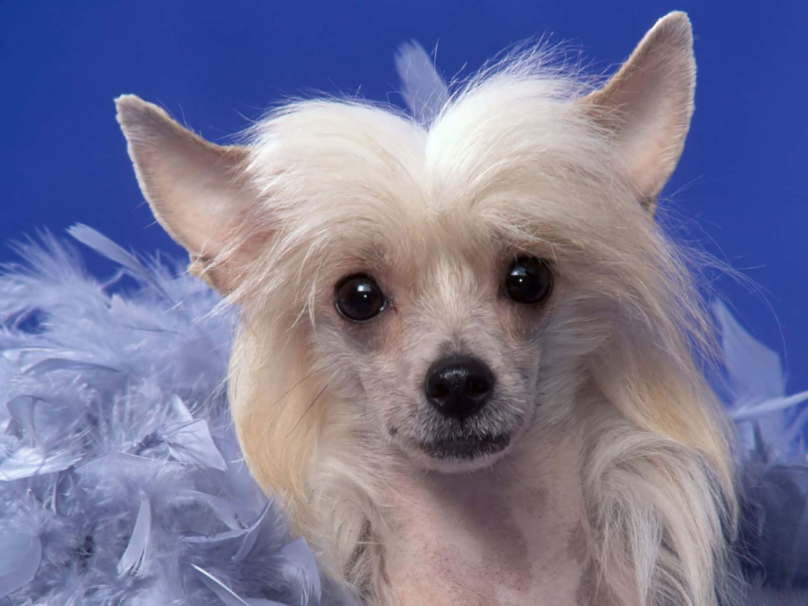 Small Dog Chinese Crested Dog Portrait Background