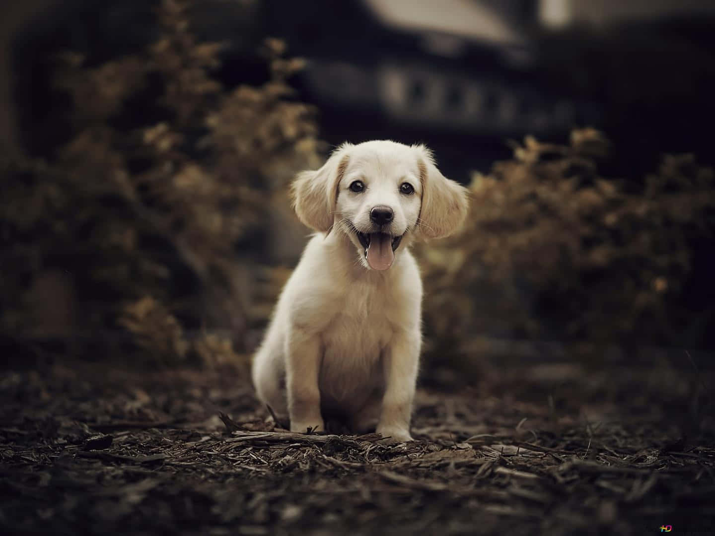 Small Dog Golden Retriever Vignette Shot Background