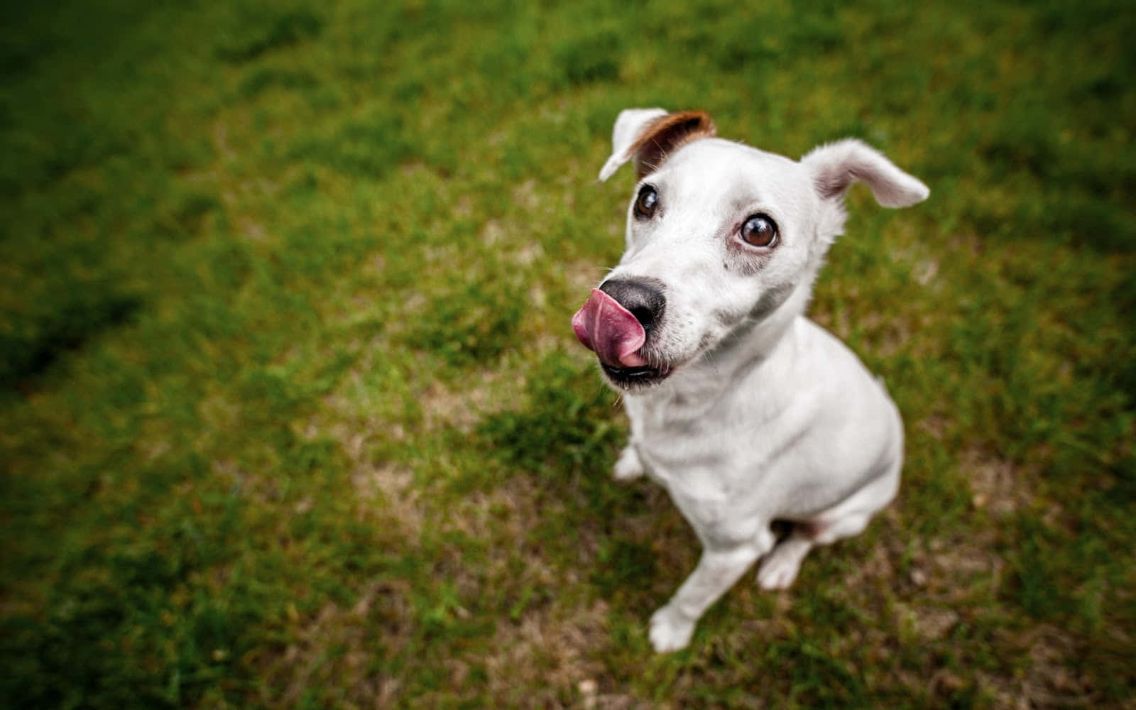 Small Dog Jack Russel Terrier Background