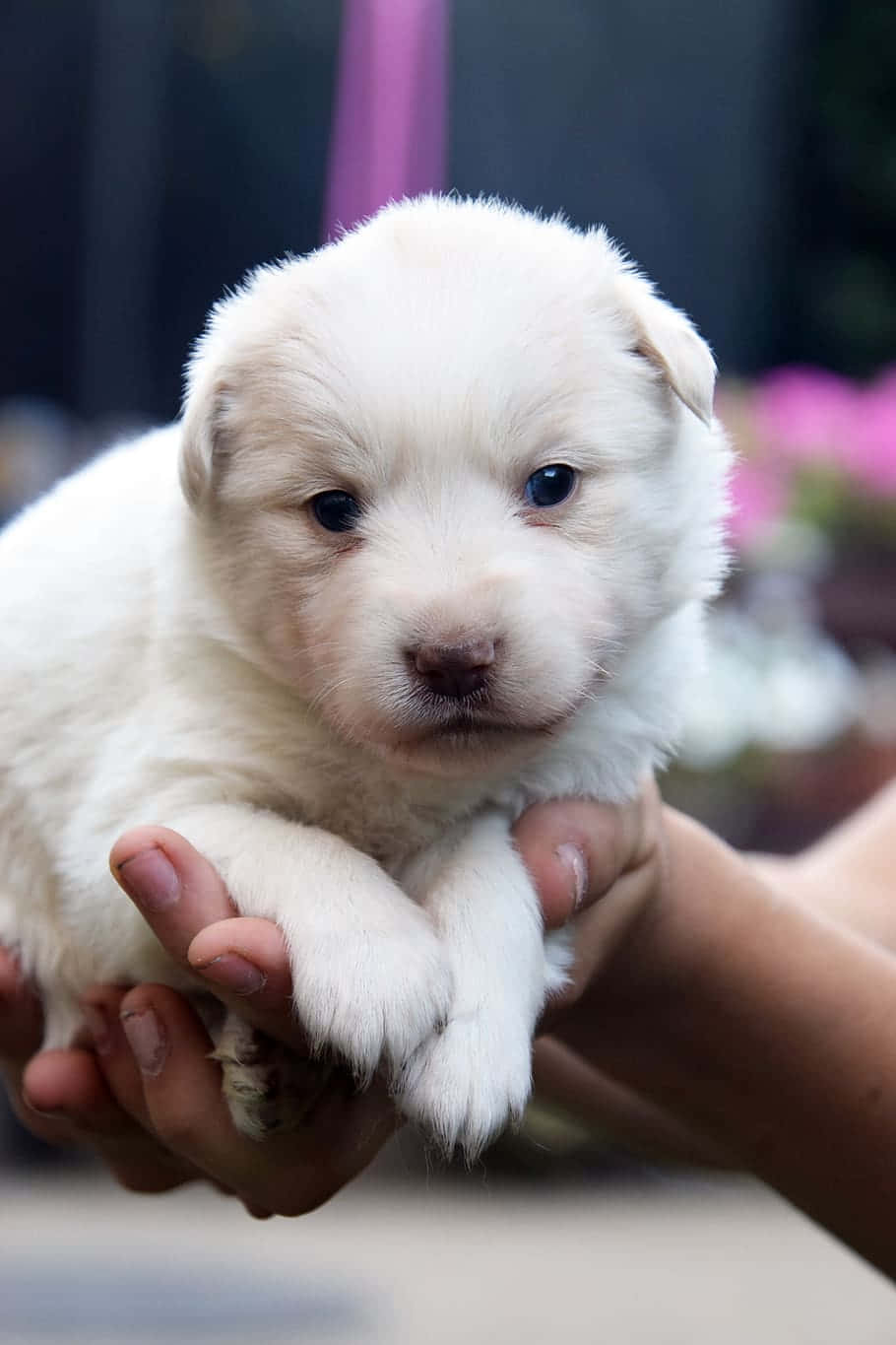 Small Dog Kitanami Close Up Angle Shot Background