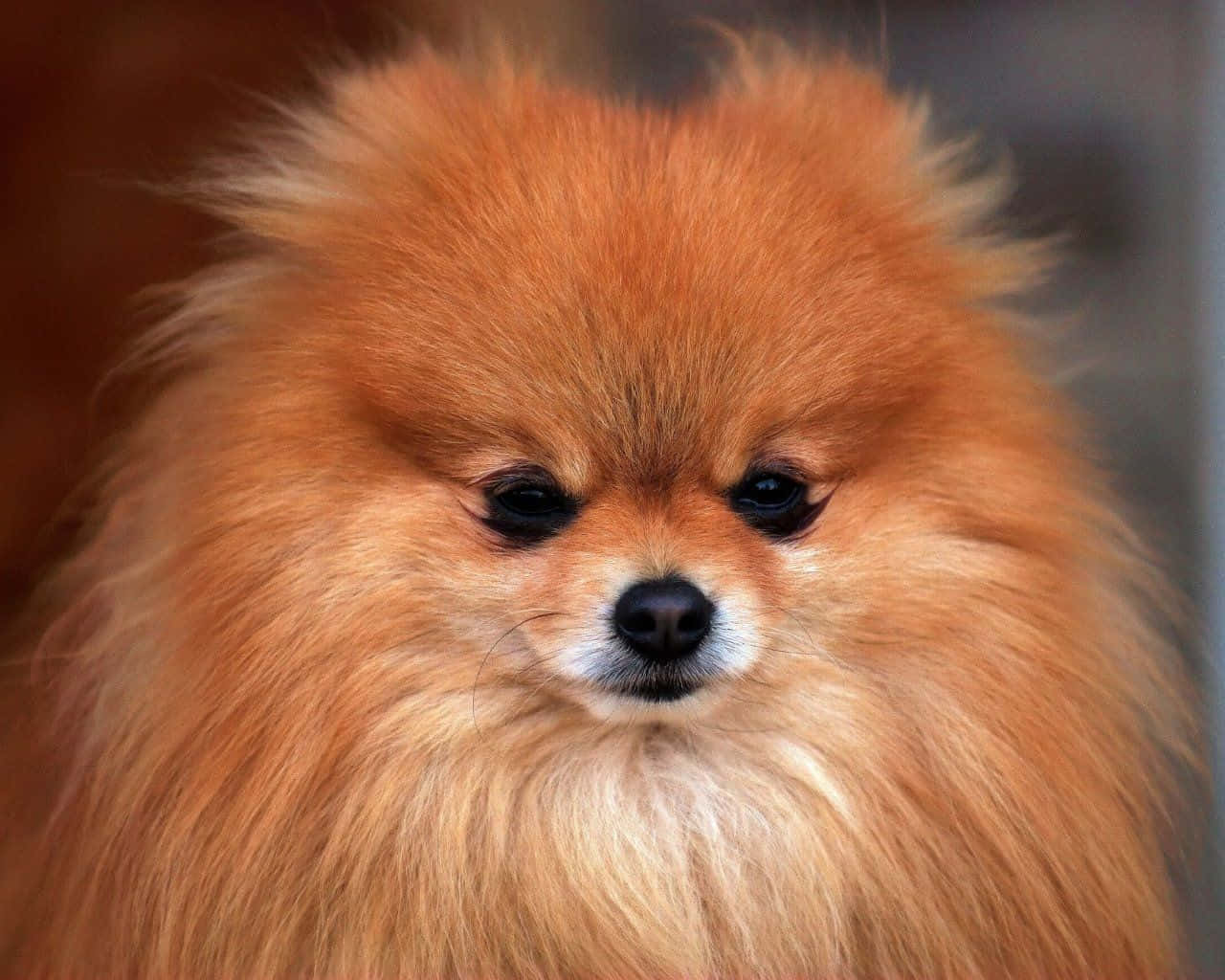 Small Dog Pomeranian Close Up Angle Shot