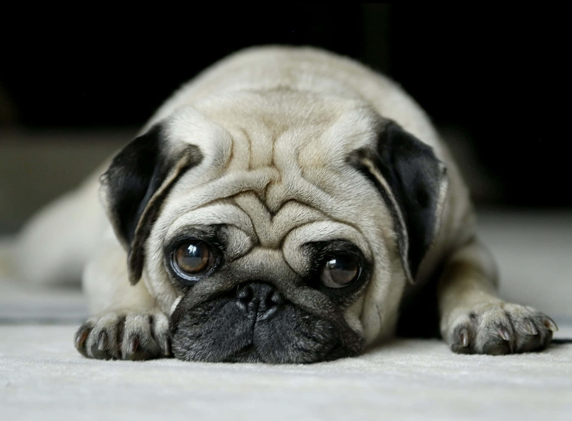 Small Dog Pug Bokeh Angle Shot Background