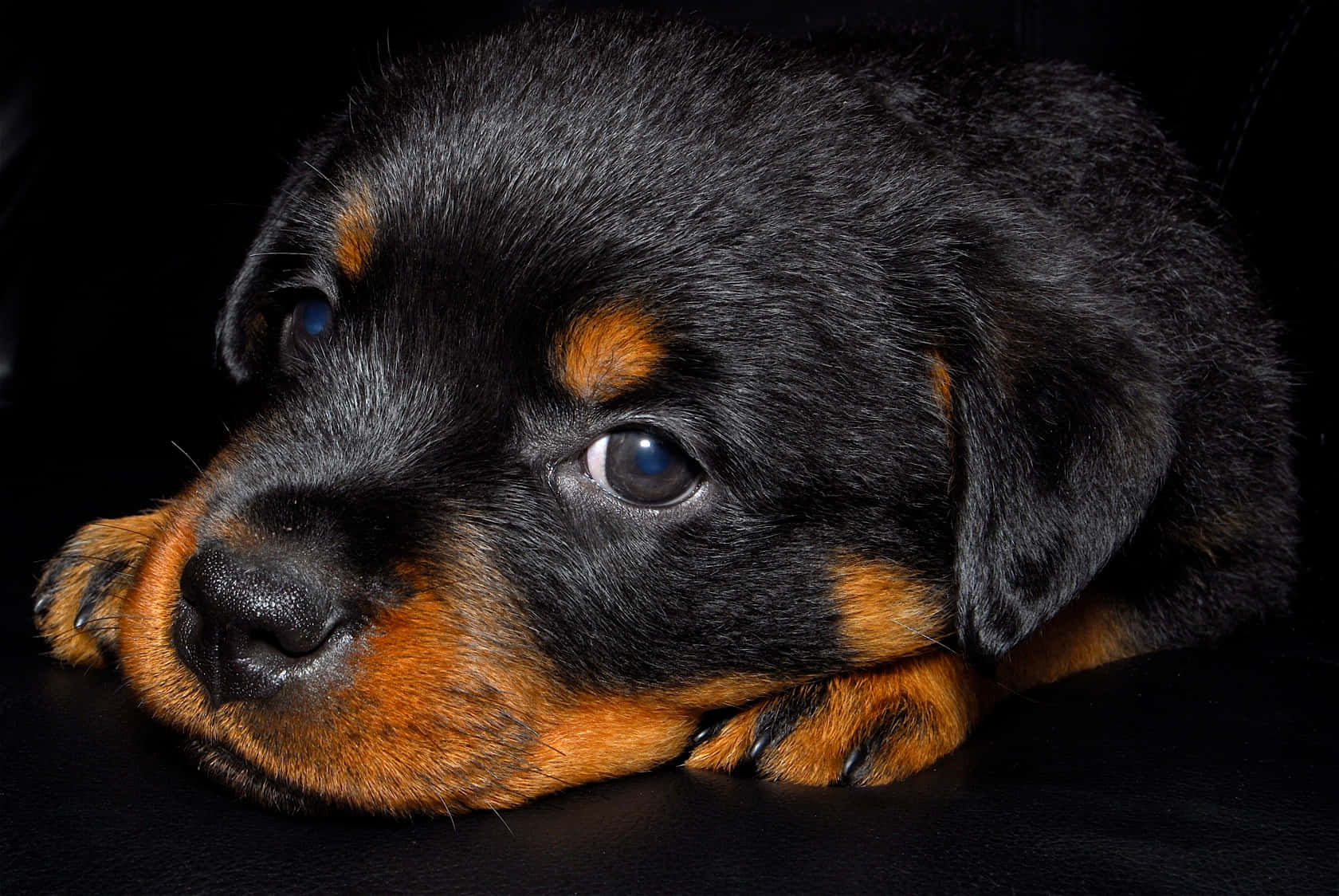 Small Dog Rottweiler Closeup Angle Shot Background