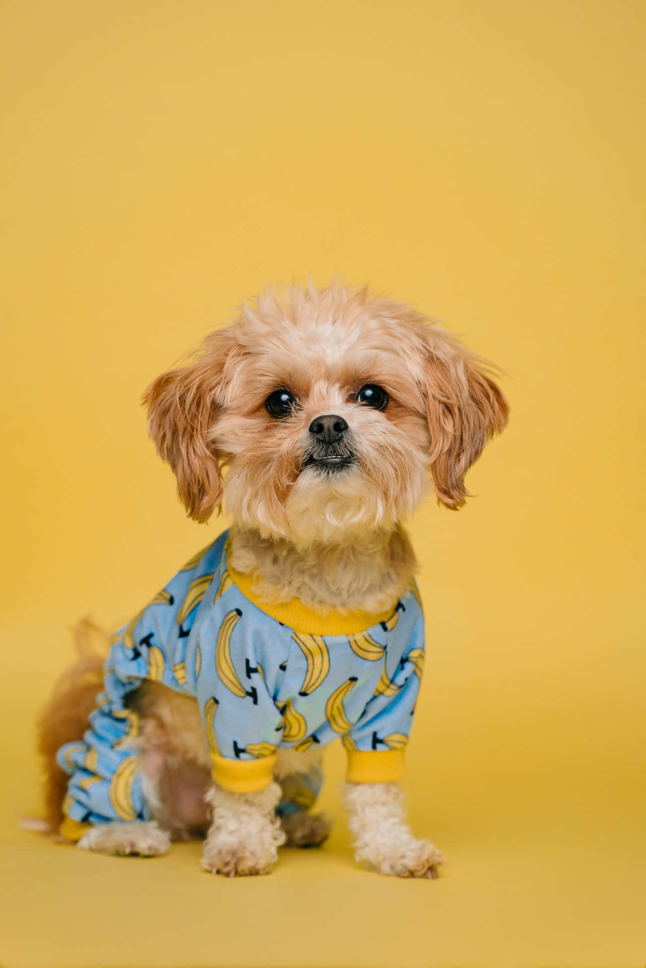 Small Dog Shih Tzu Portrait