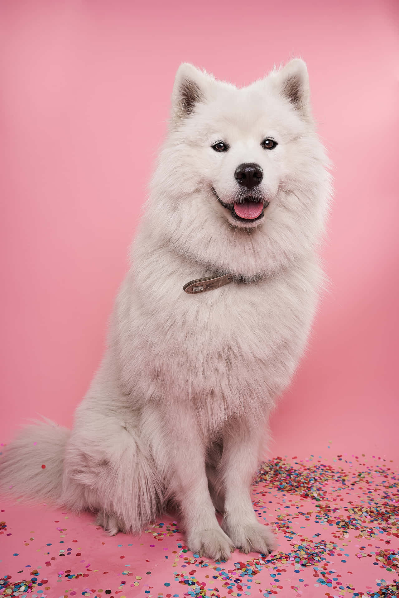 Small Dog Siberian Husky Portrait Background