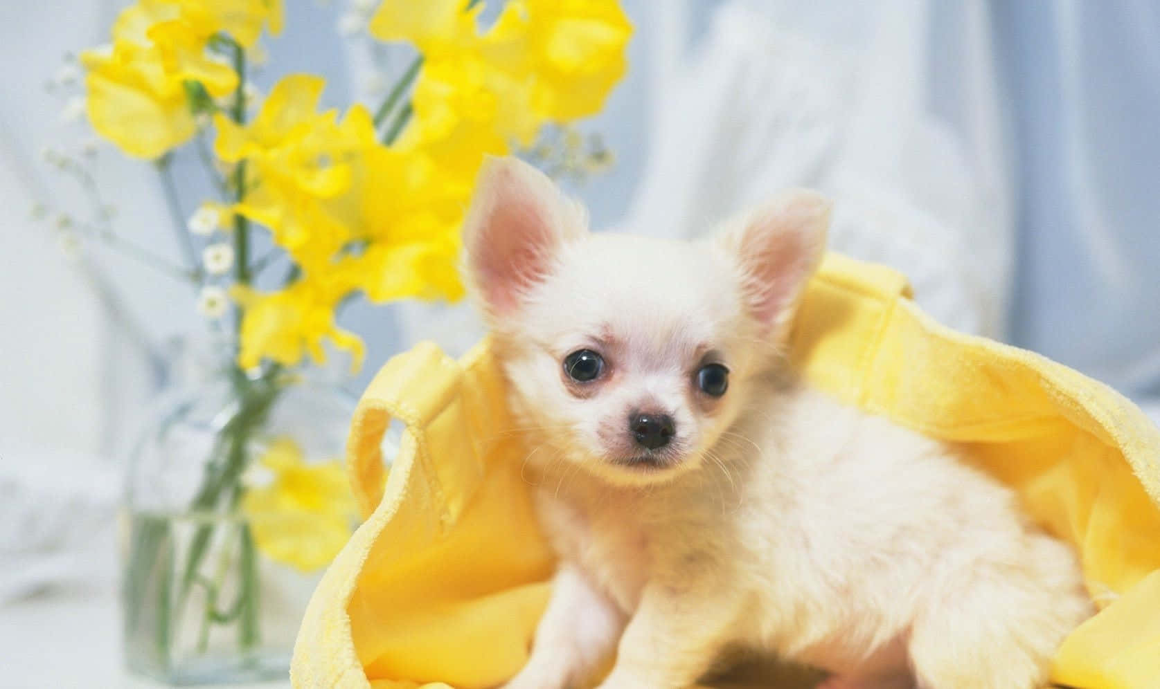 Small Dog Teacup Chihuahua Portrait Background