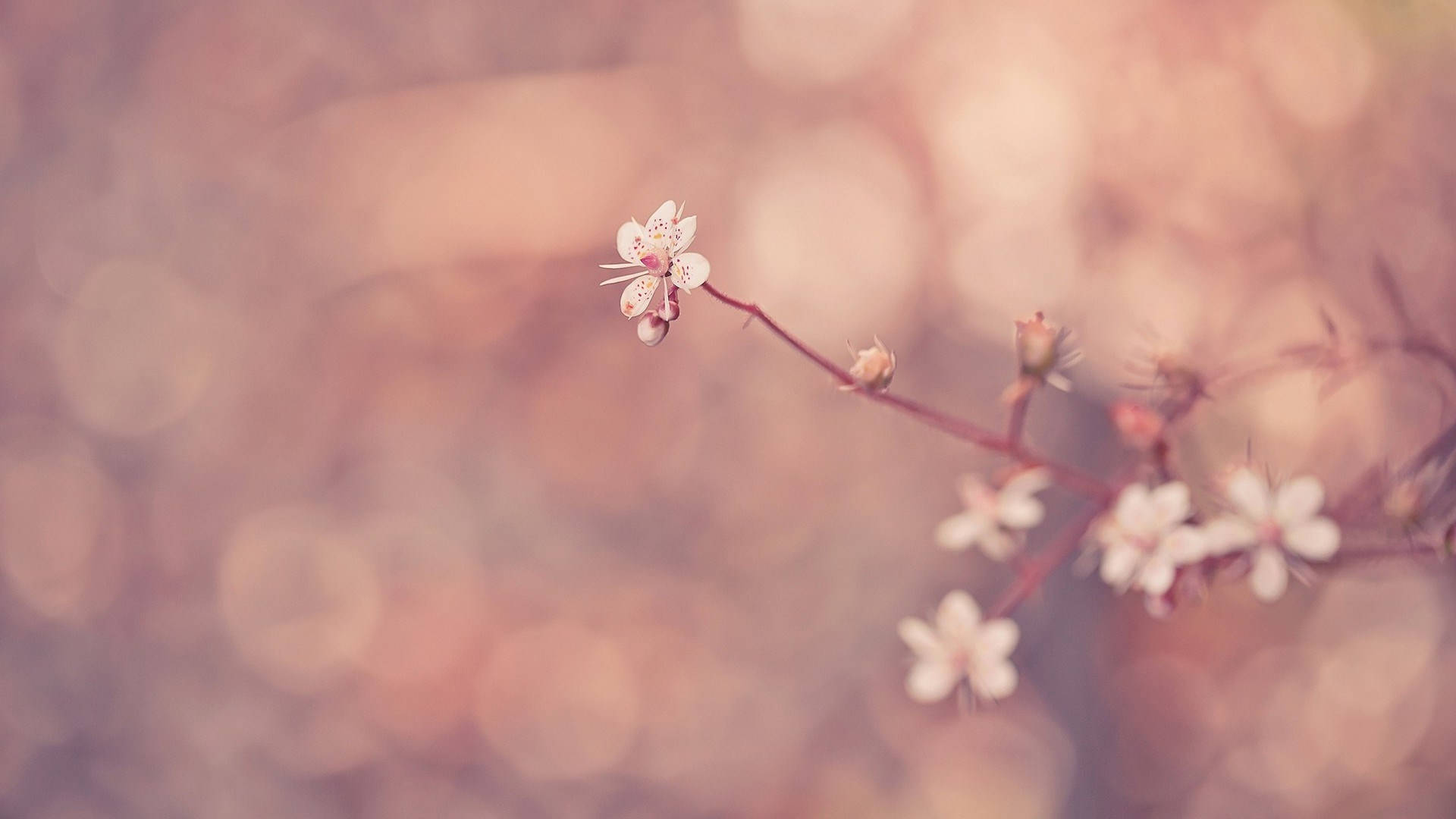 Small Flowers Background Background