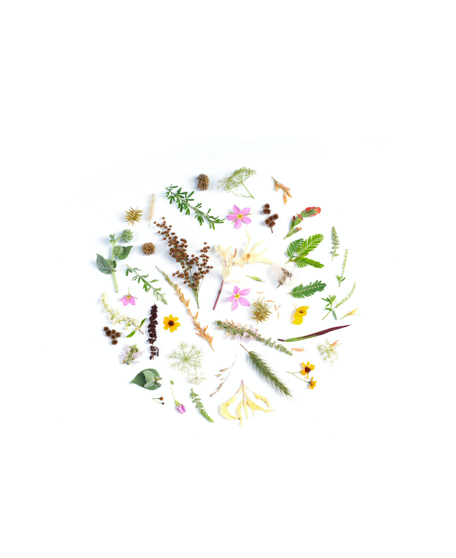 Small Flowers On White Background Background