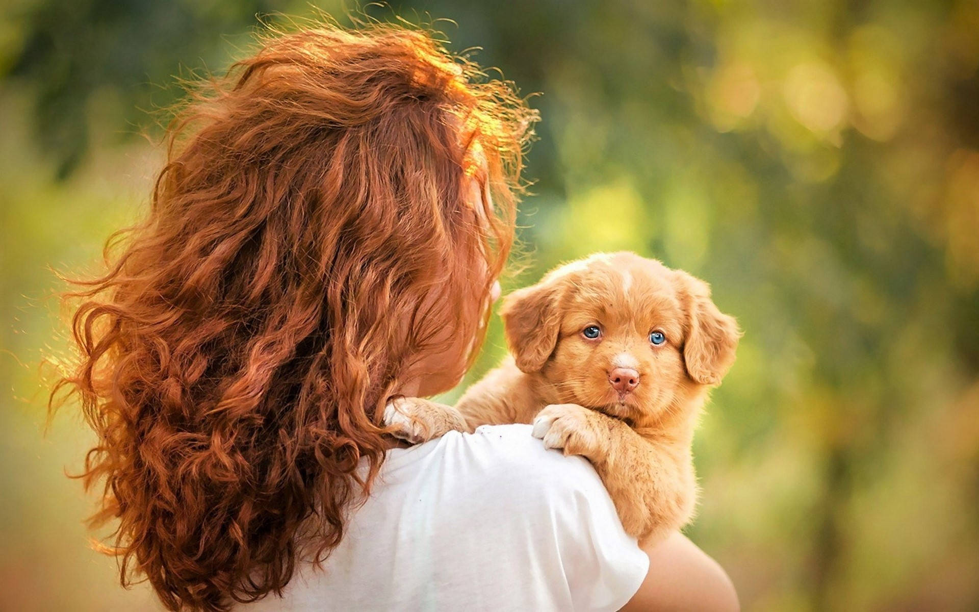 Small Golden Cute Puppy And Woman Background