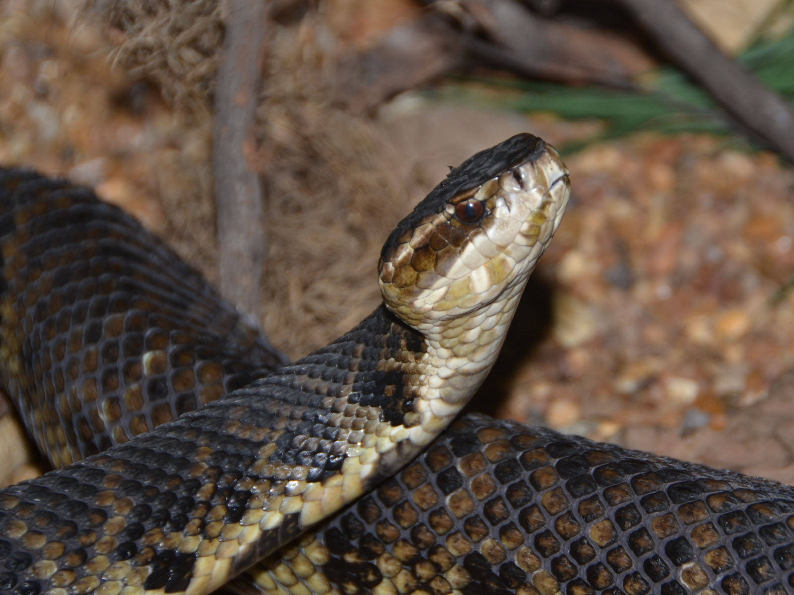 Small Head Cottonmouth Snake