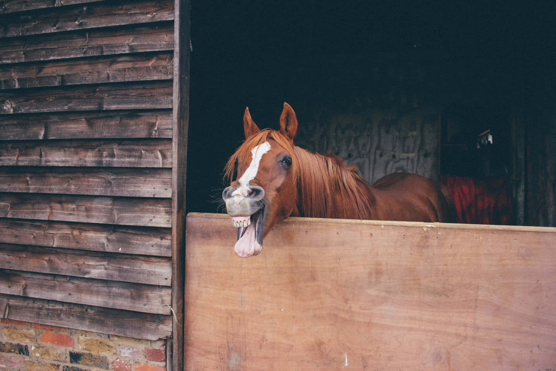 Small Horse In Stable [wallpaper] Background