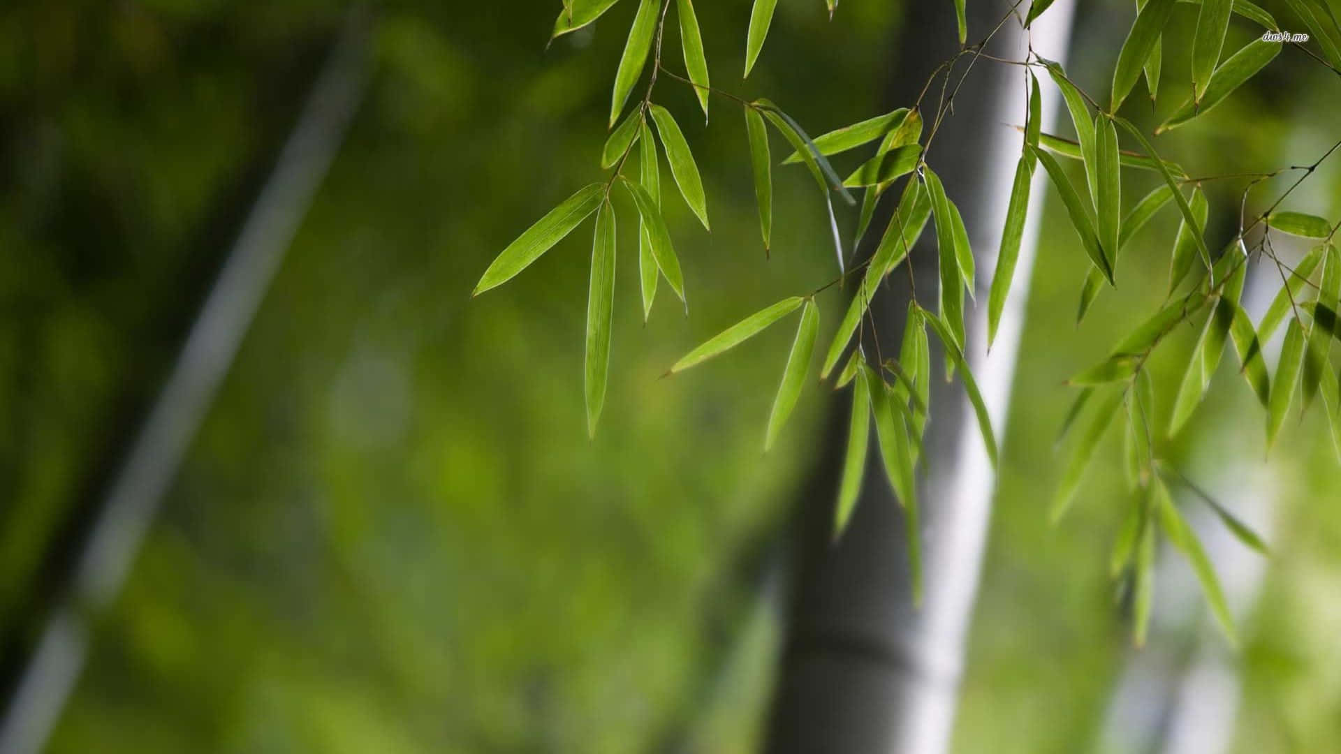 Small Leaves Of Bamboo Desktop Background