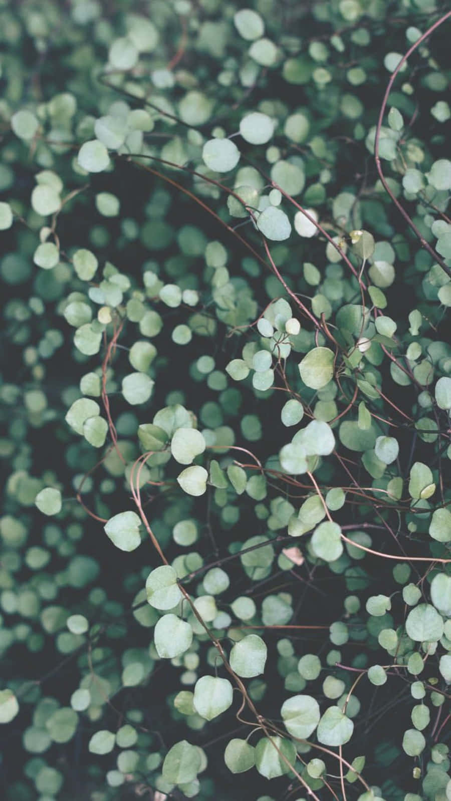 Small Leaves Plant Aesthetic Phone Background