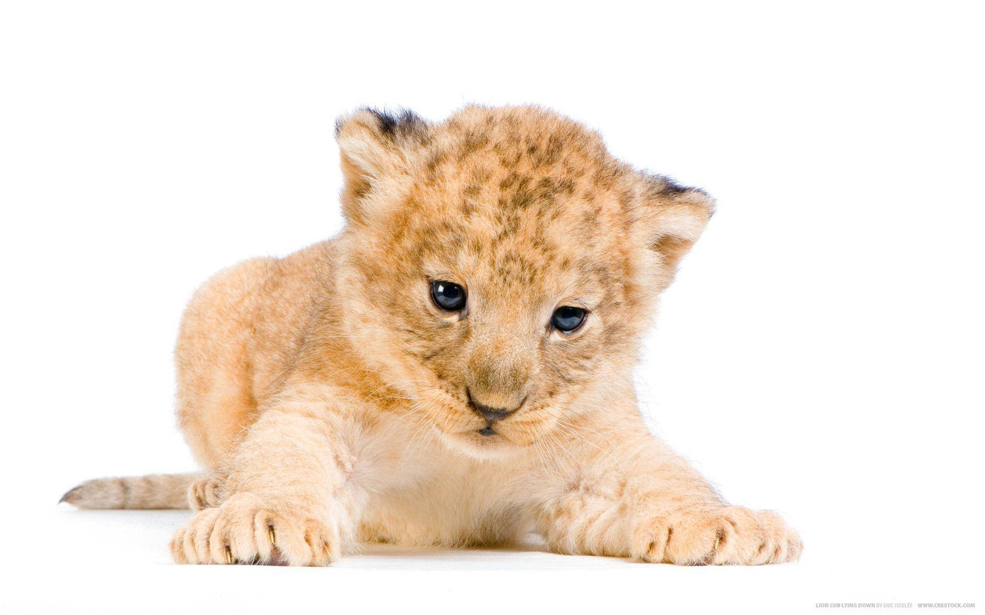 Small Lion Cub Background