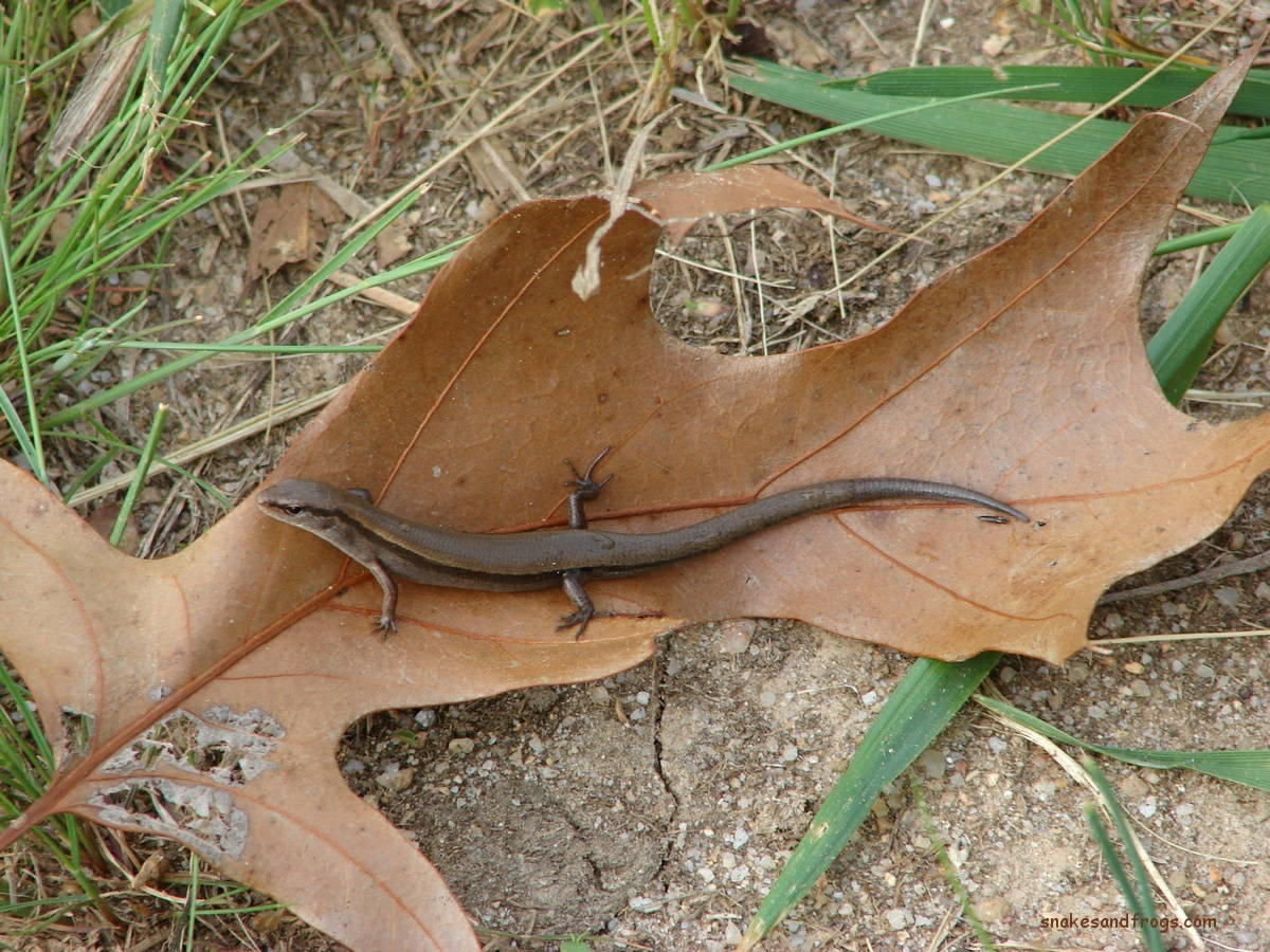 Small Lizard Brown Ground Skink Background