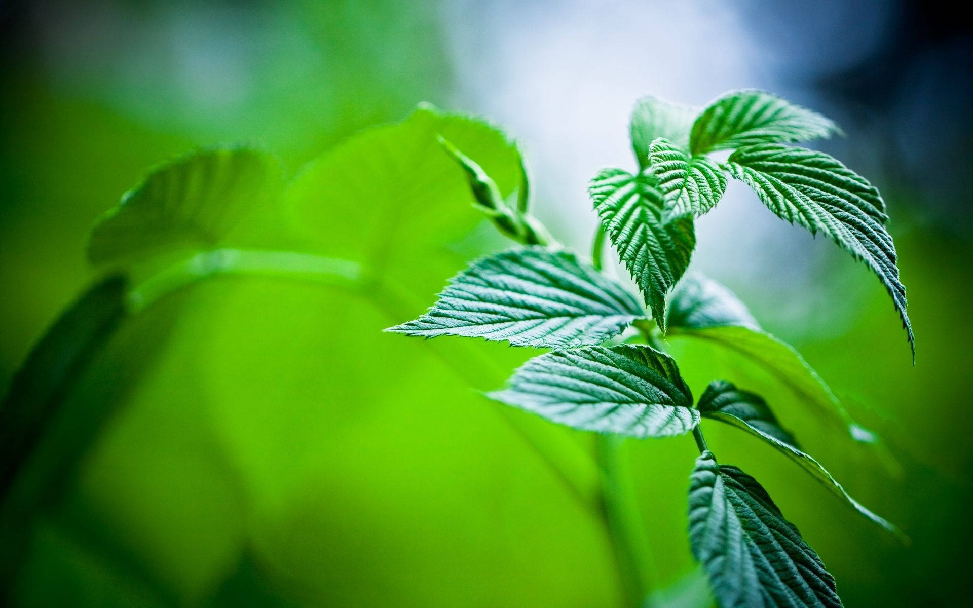 Small Mint Plant Background