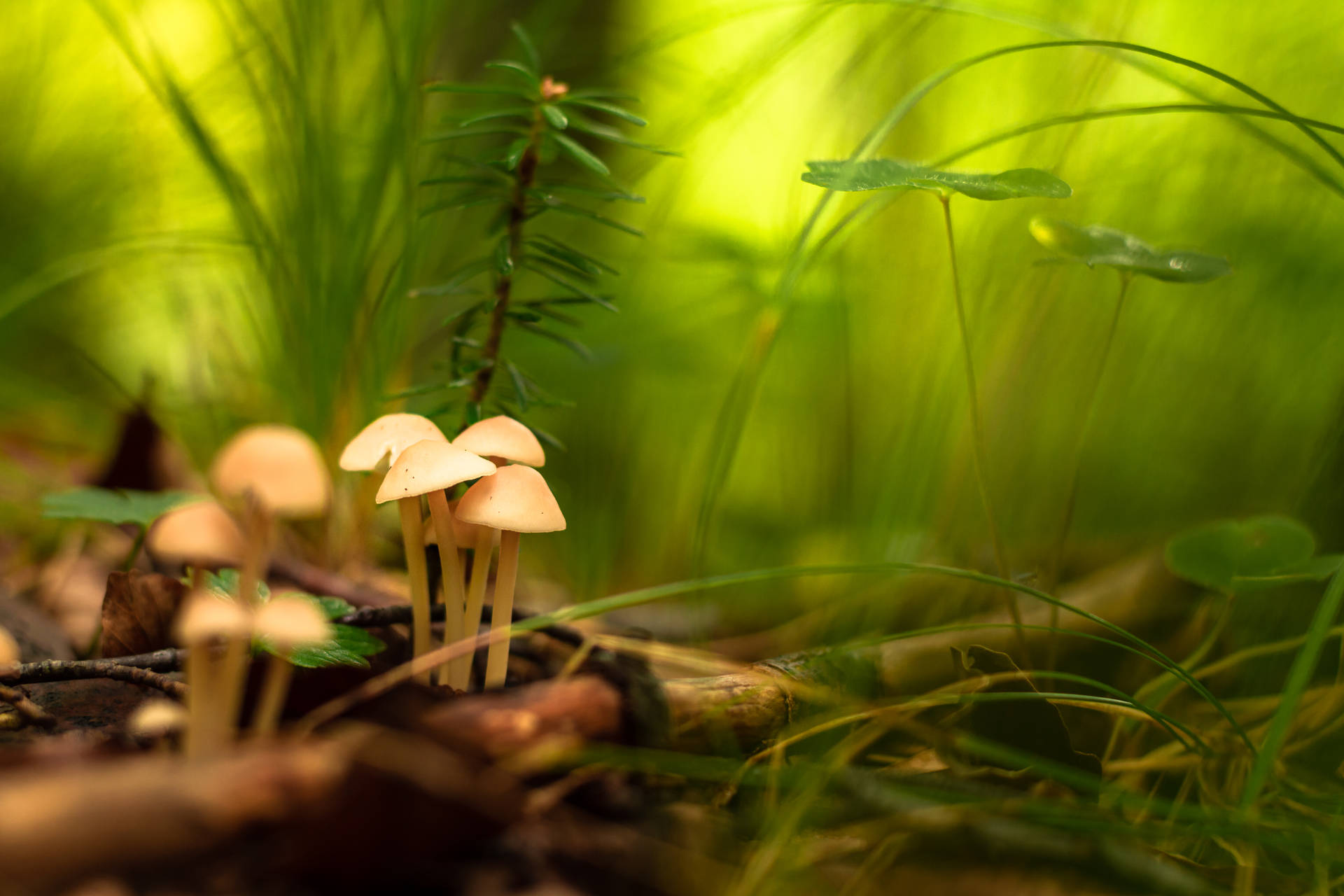 Small Mushrooms Focus Background