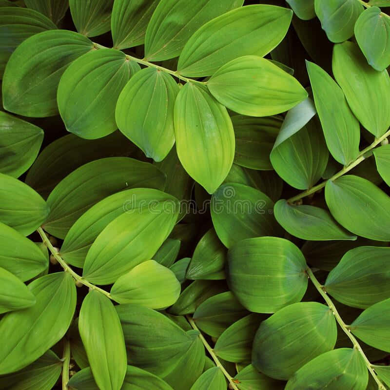 Small Oblong Leaves [wallpaper]