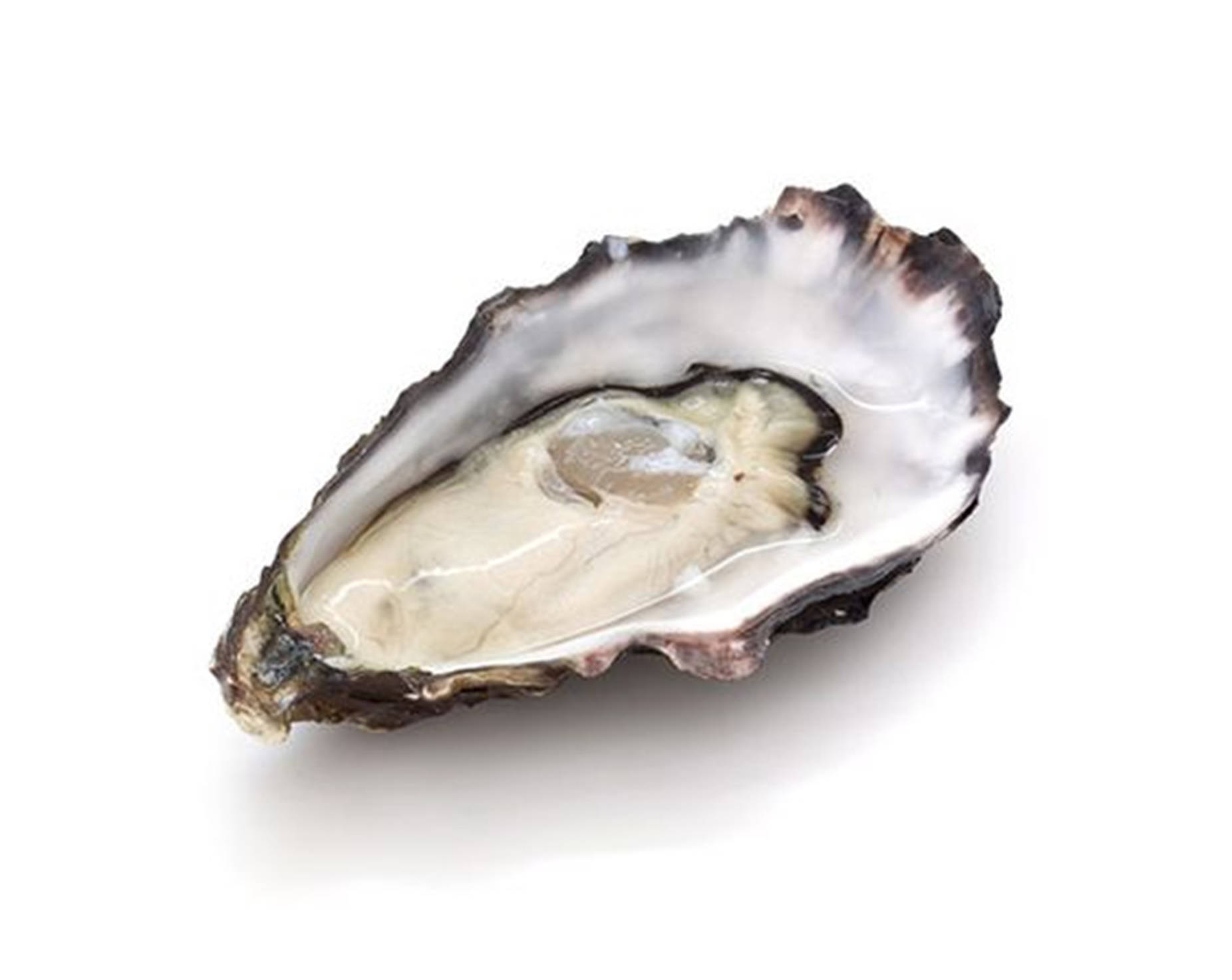 Small Oyster Meat With Brown Shell Background