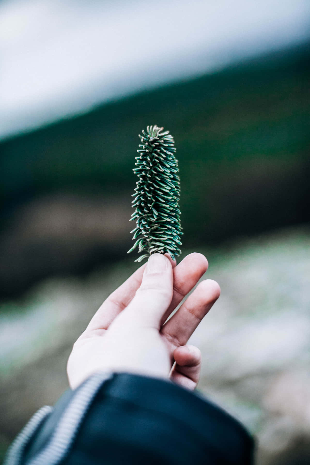 Small Pinecone Nature Android Hd Background