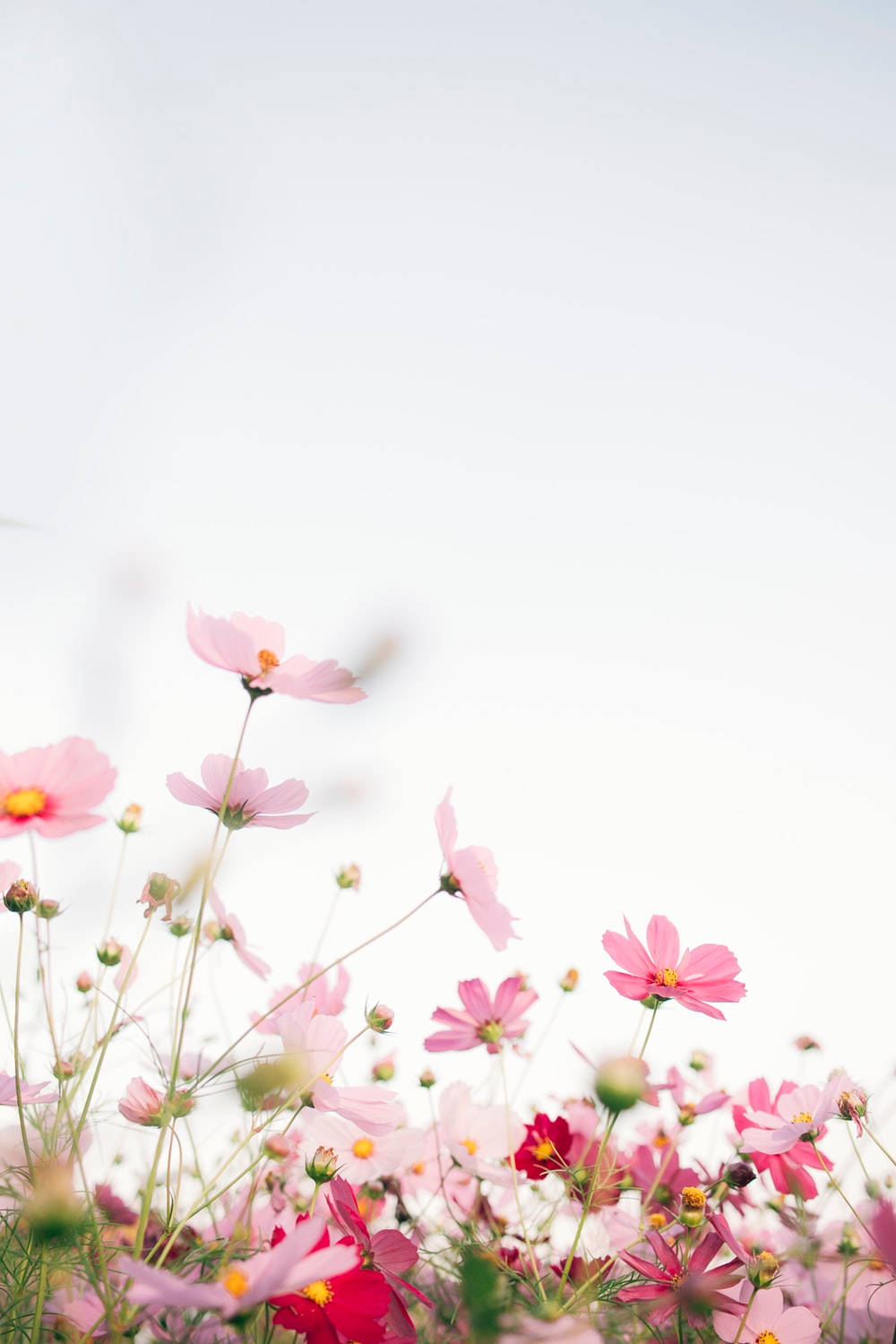 Small Pink Flowers Spring Aesthetic Background