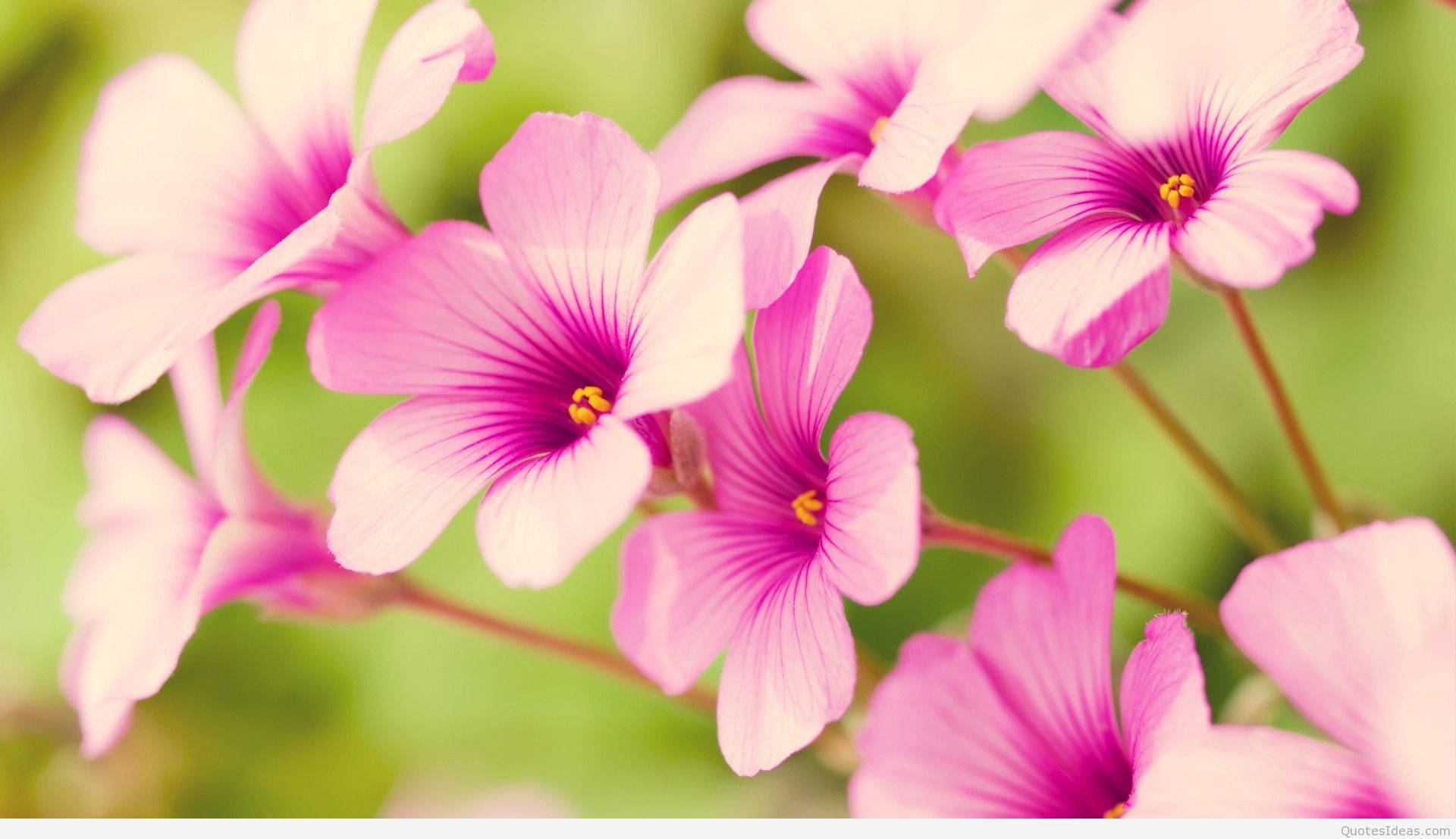 Small Pink Spring Flowers Background