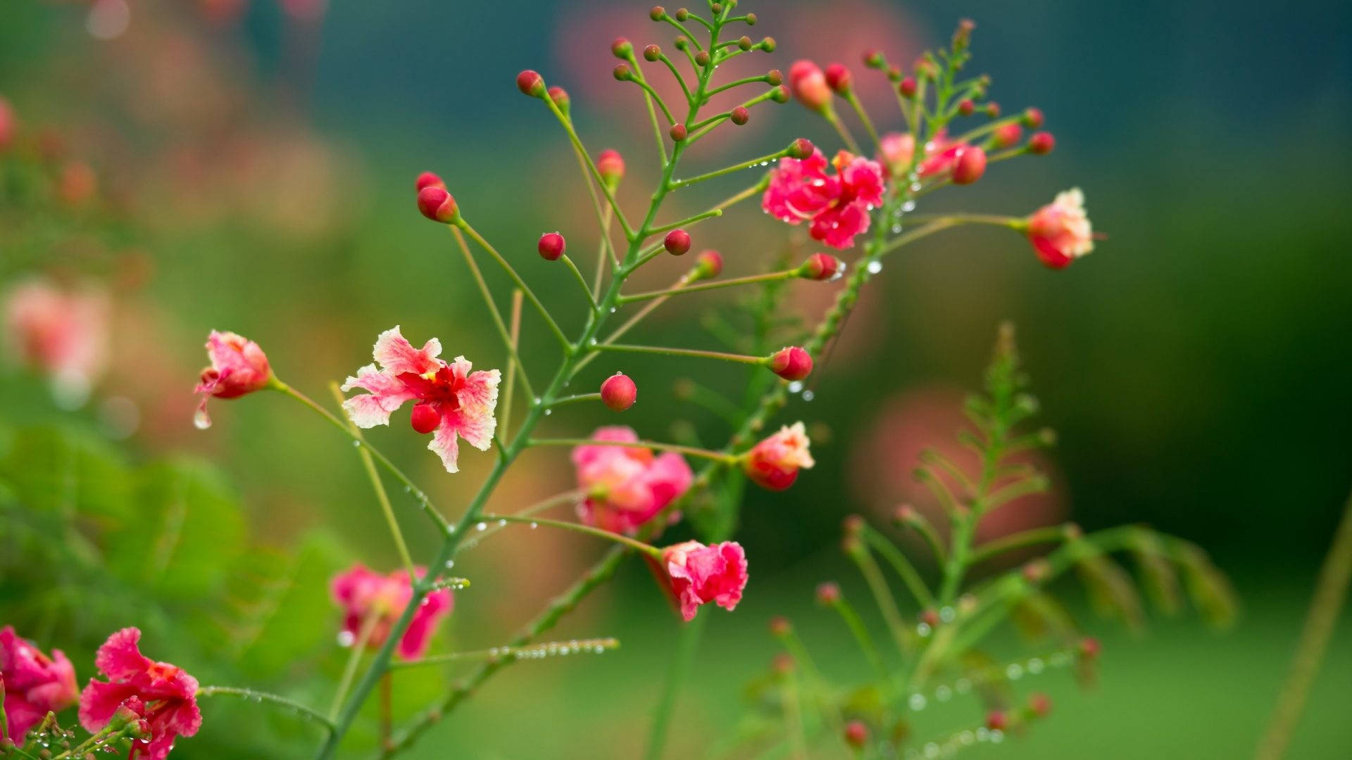 Small Pretty Pink Flowers Raindrops Background
