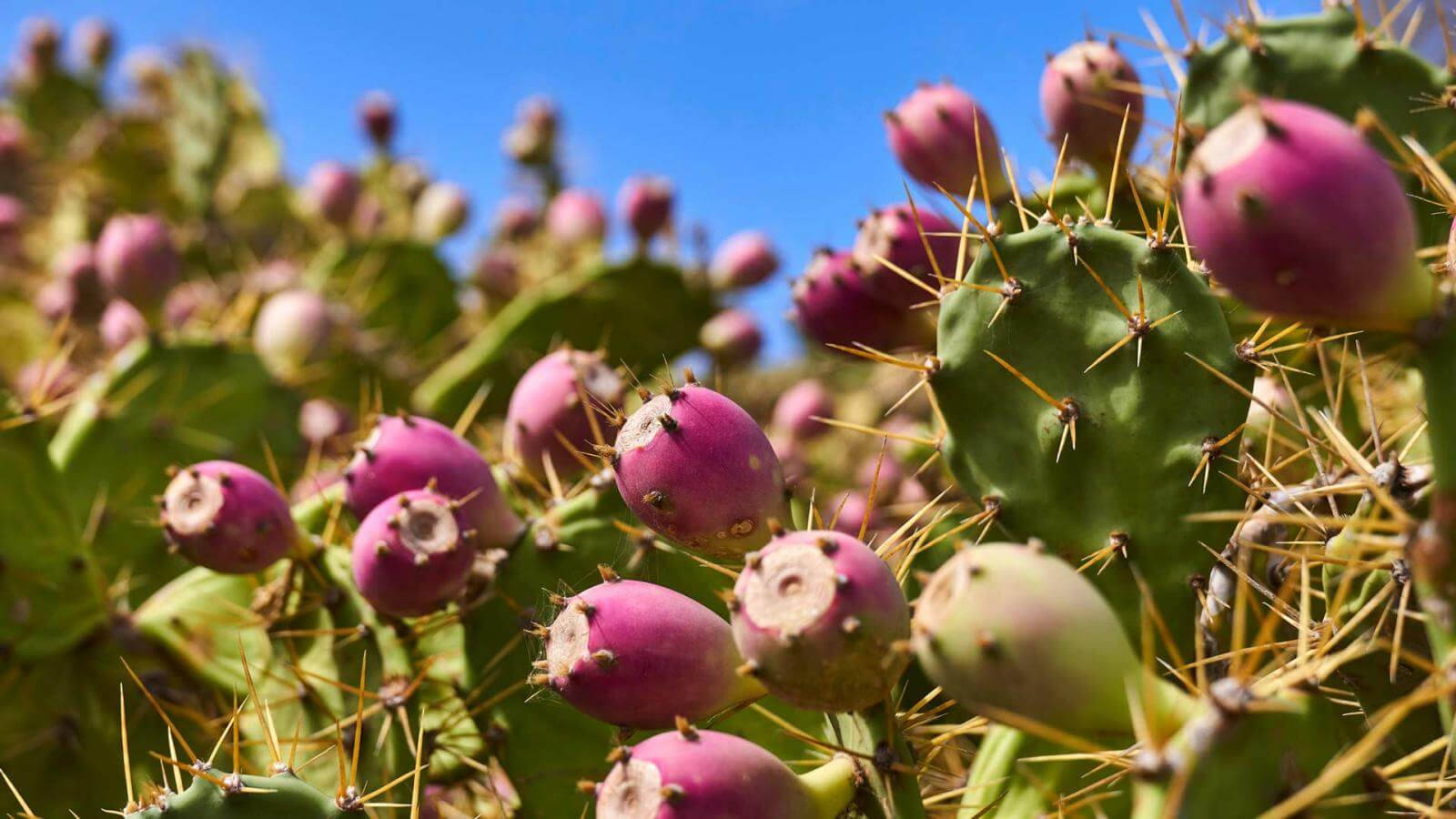 Small Prickly Pear Cacti