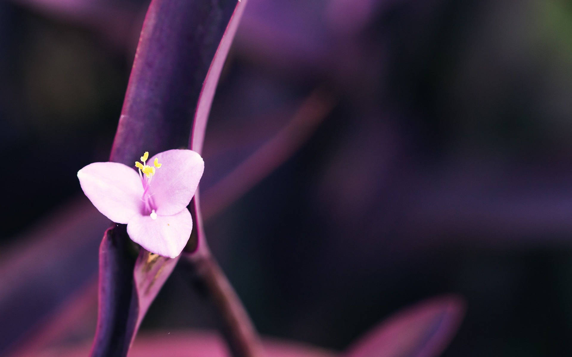 Small Purple Macro Flower