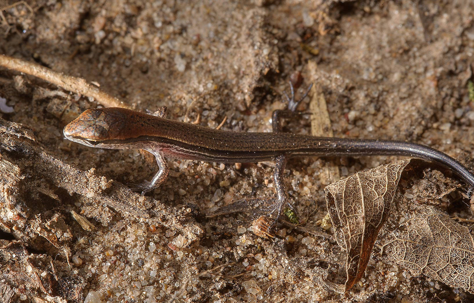 Small Reptile Brown Ground Skink Background