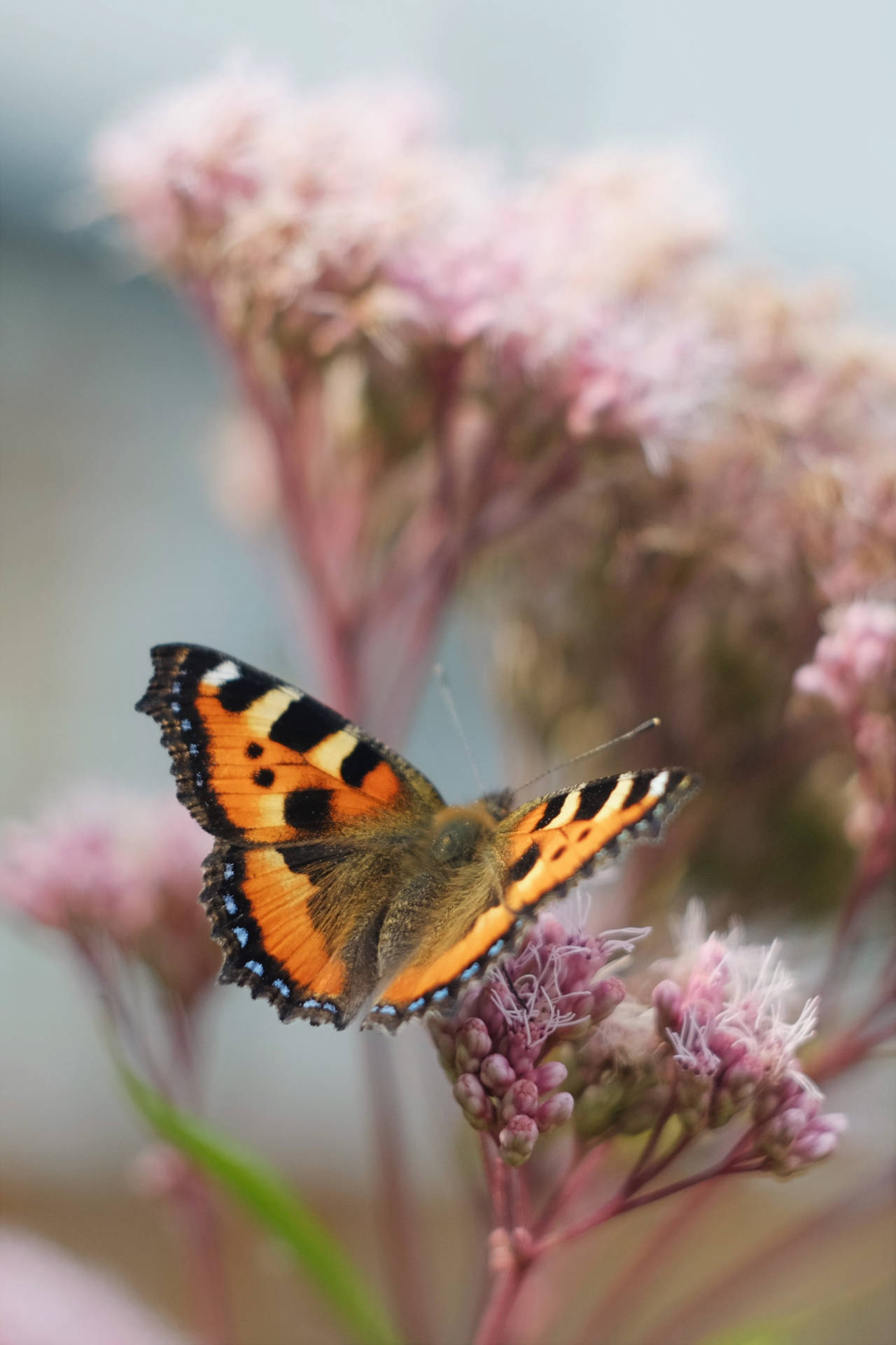 Small Tortoiseshell Aesthetic Butterfly Background