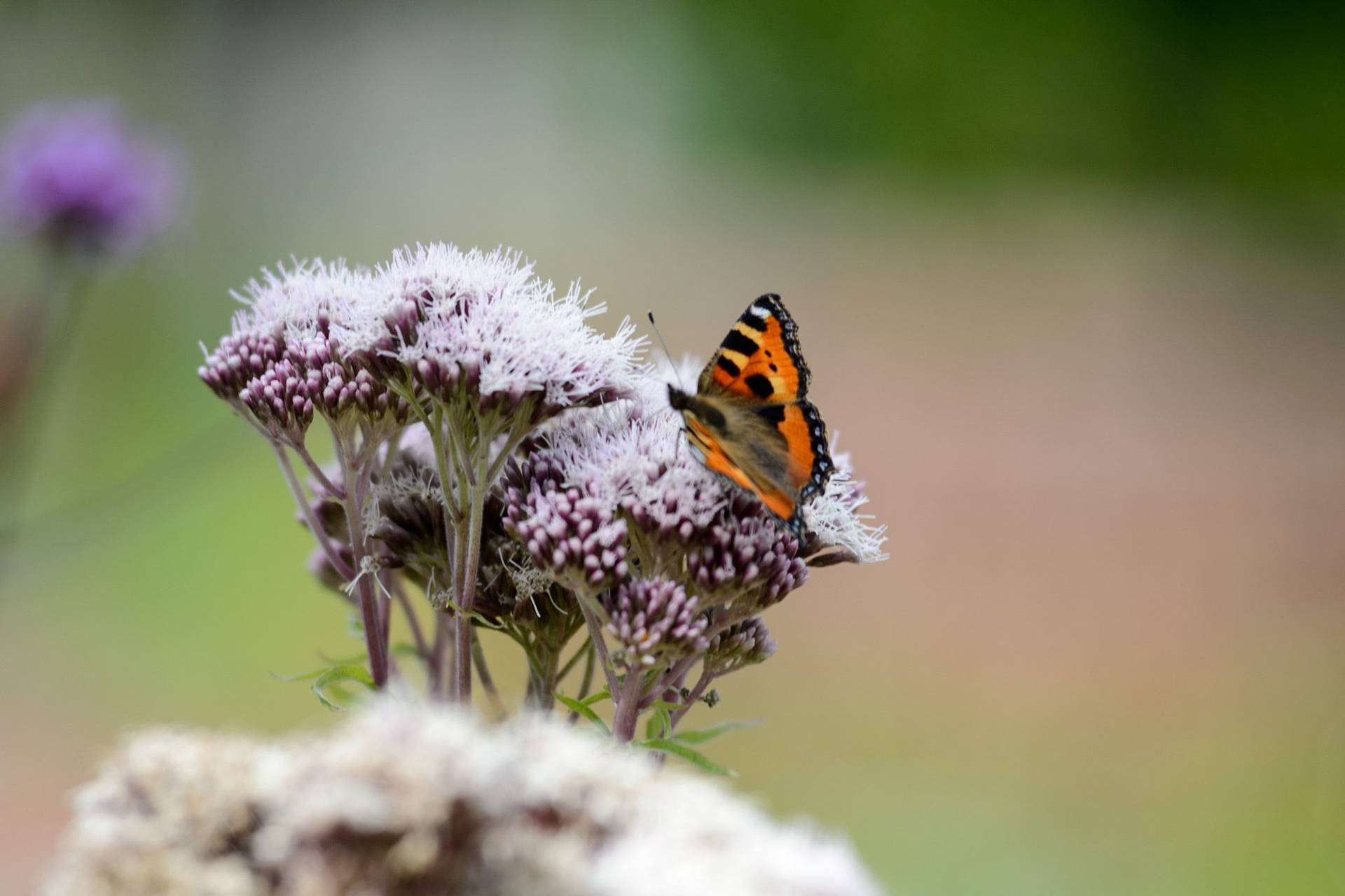 Small Tortoiseshell Butterfly On Flower