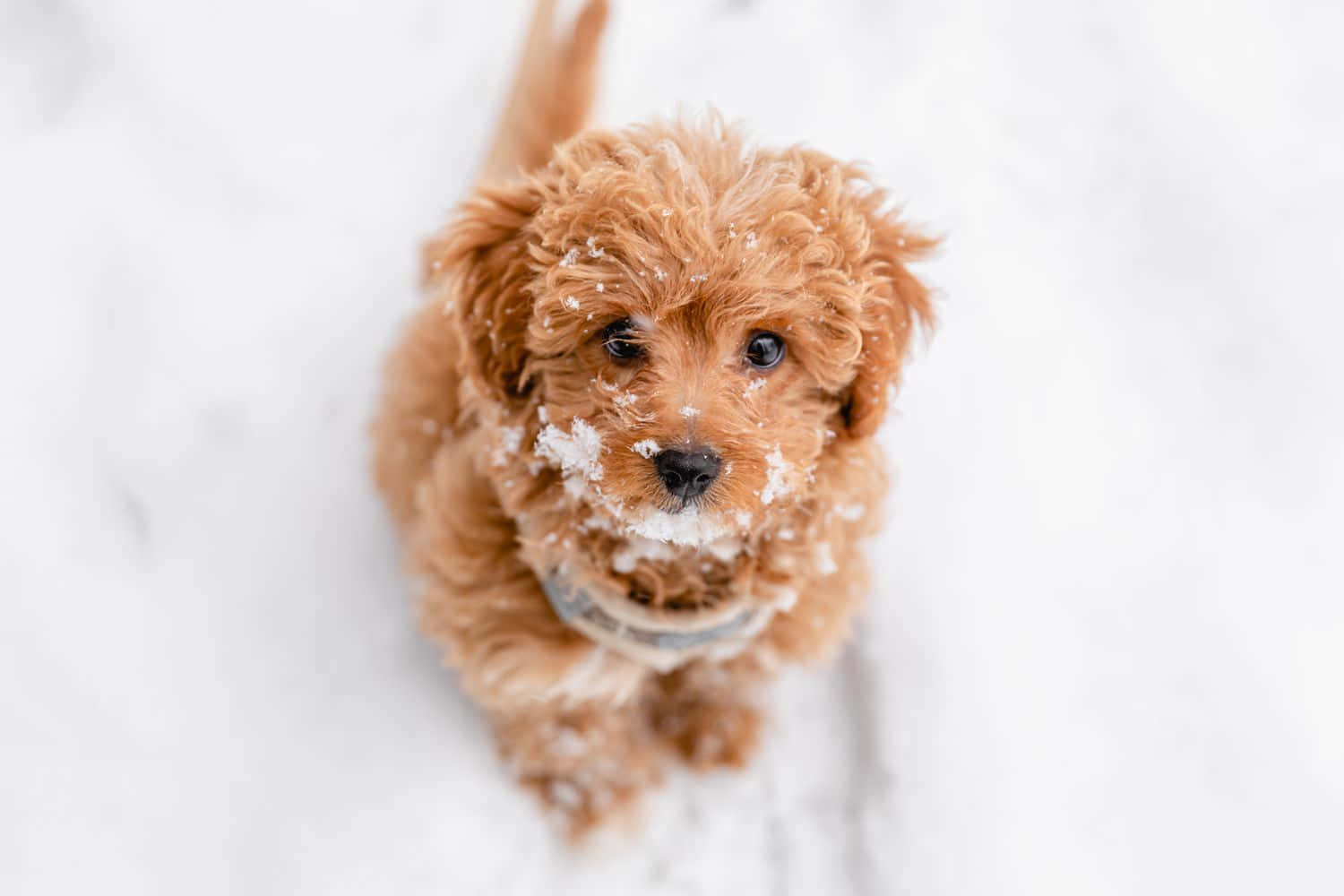 Small Tranquil Dog Enjoying Outdoor Serenity Background