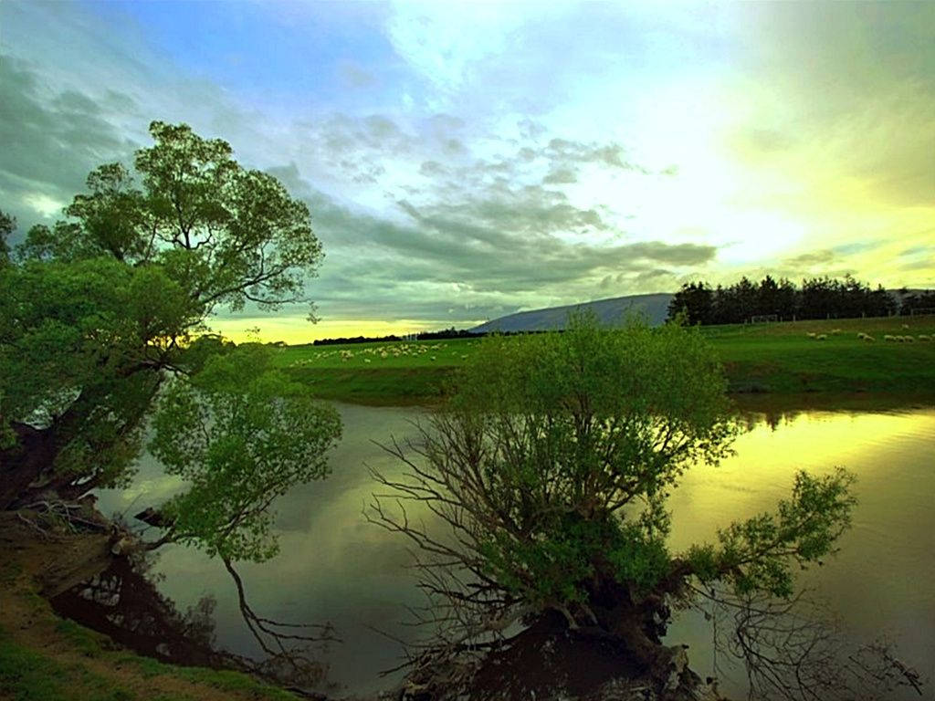 Small Trees On The Riverside