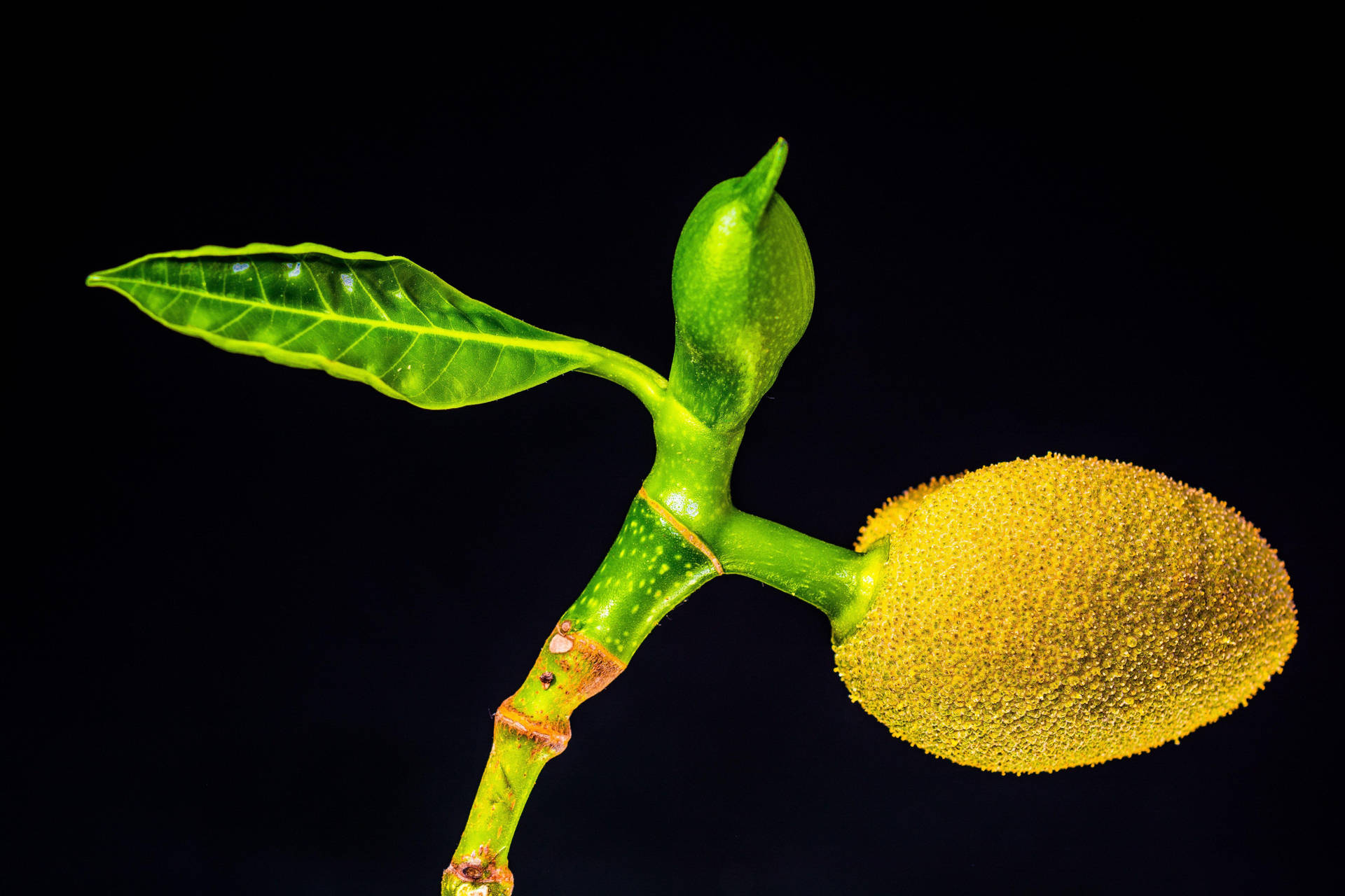 Small Unripe Jackfruit Background