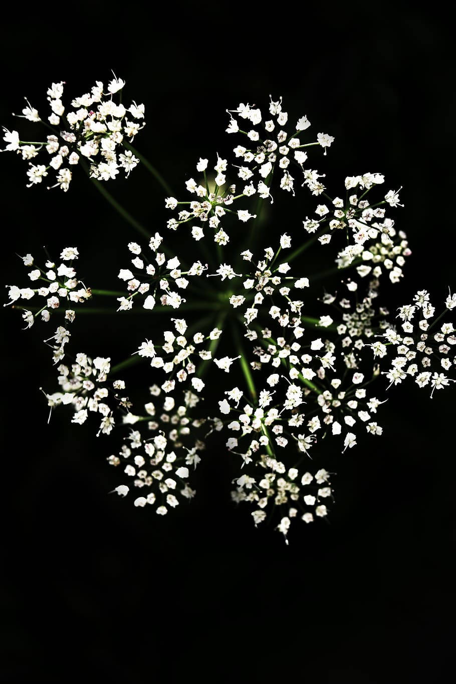 Small White Floral On Dark Background