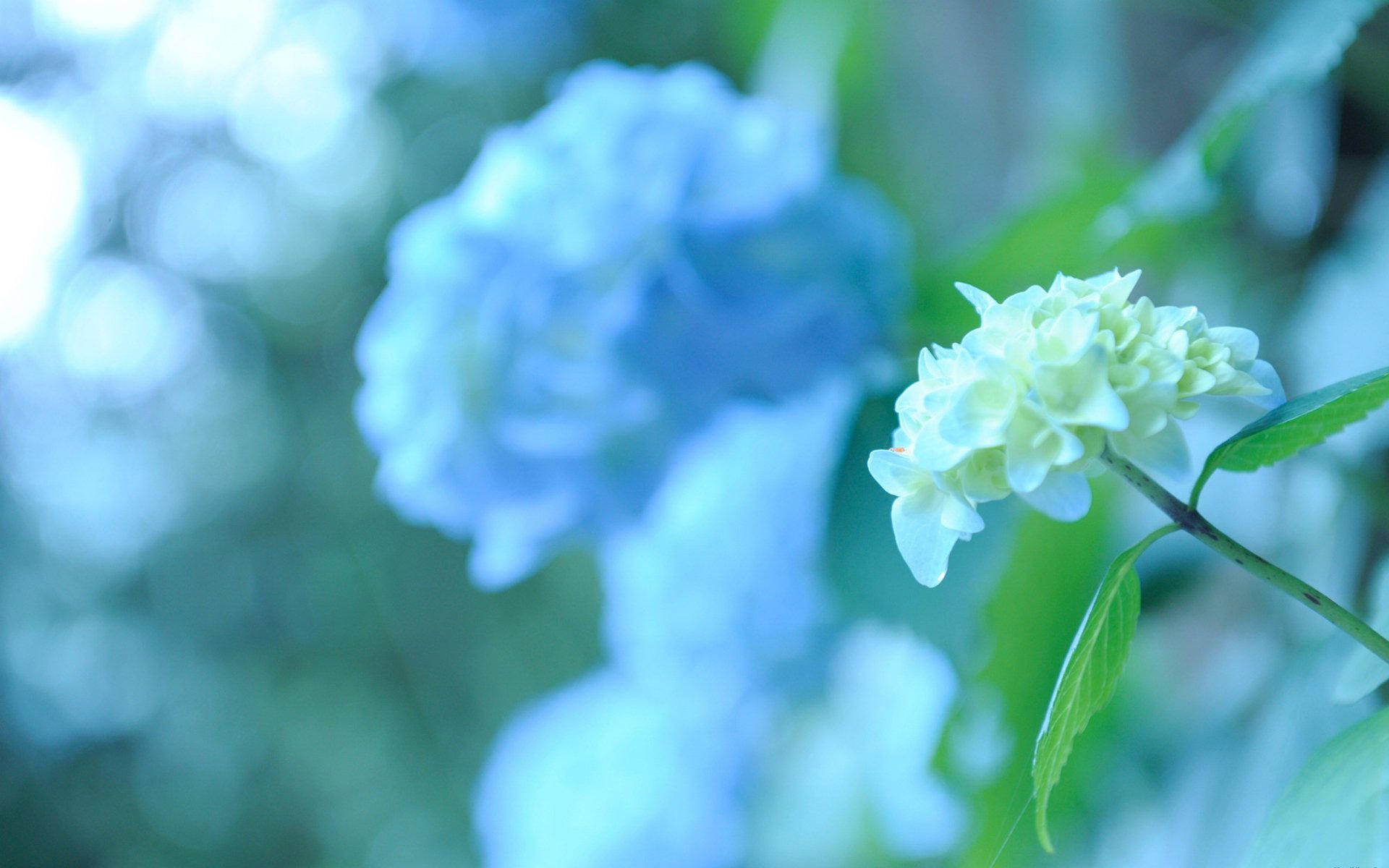 Small White Hydrangea Flower