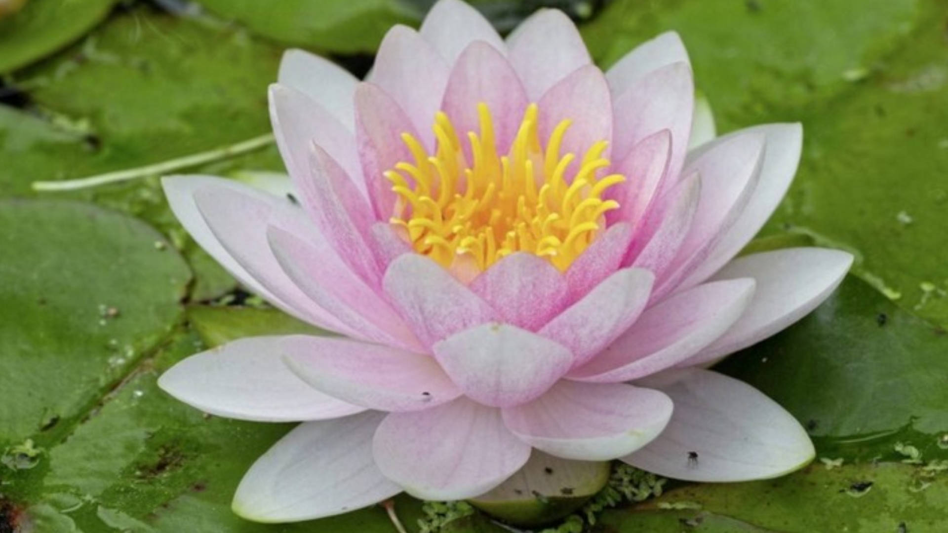 Small White Water Lily Background