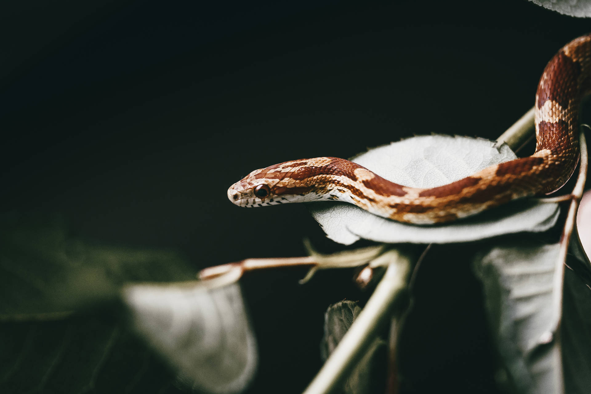Small Wild Animal Snake On A Leaf Background