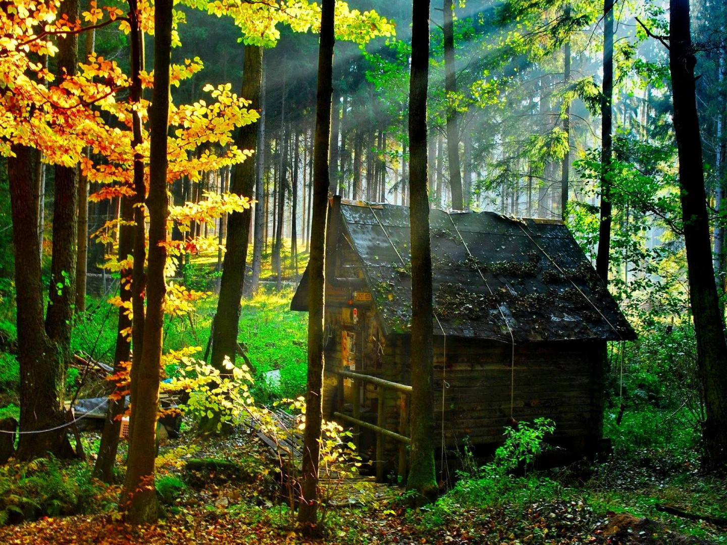 Small Wooden House In The Forest Background