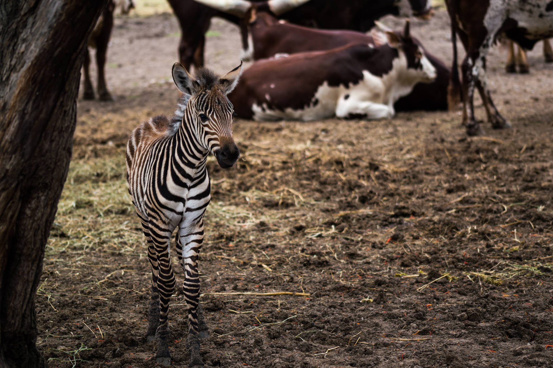 Small Zebra Awesome Animal