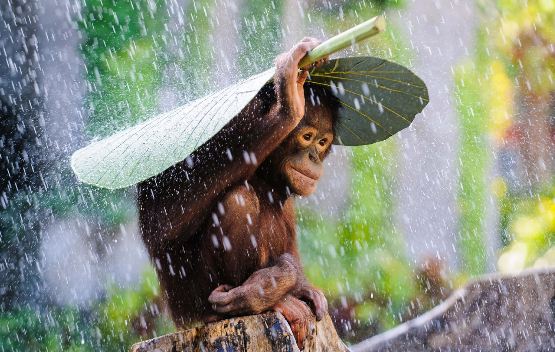 Smart Ape In The Rain Orangutan Background