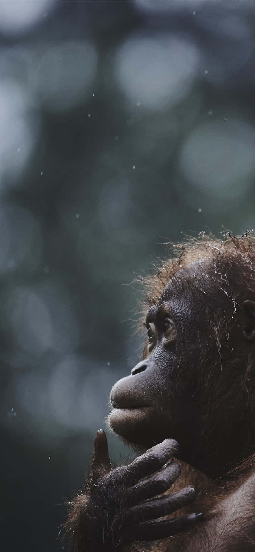 Smartest Great Ape Orangutan Background