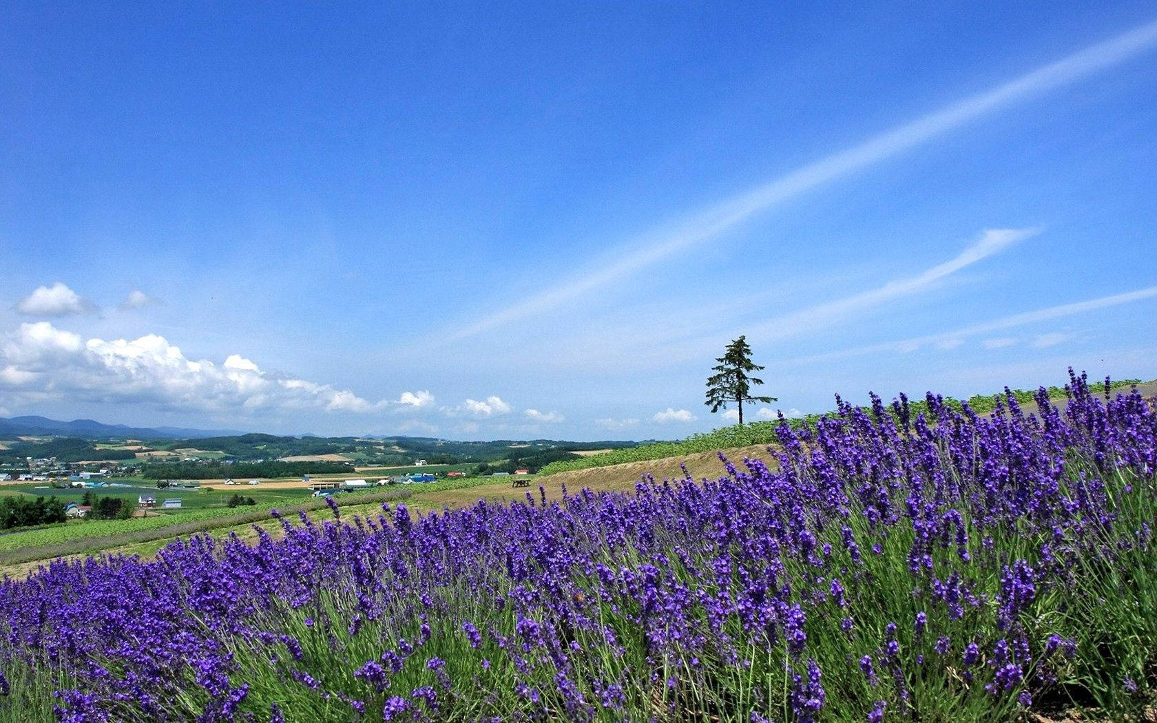 Smell The Fresh Scent Of Nature In This Lavender Field