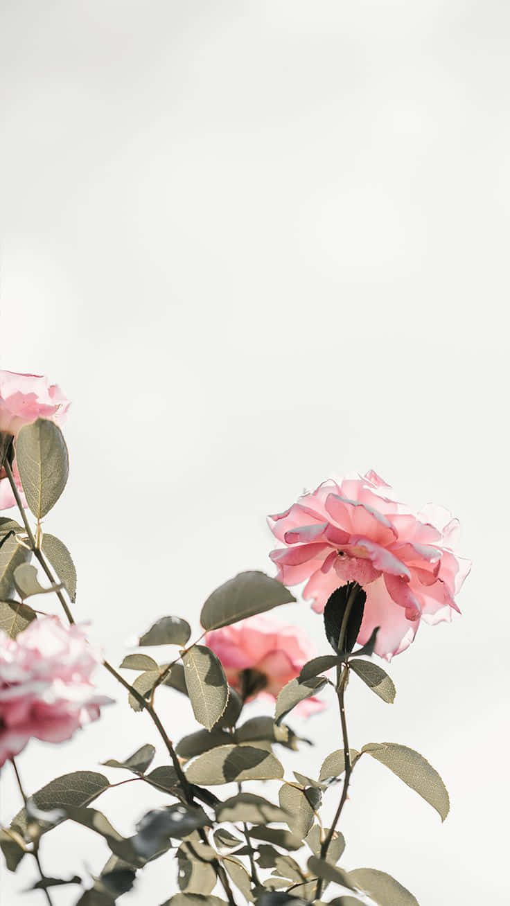 Smell The Gorgeous Scent Of Springtime With This Beautiful Cute Iphone Flower Wallpaper! Background