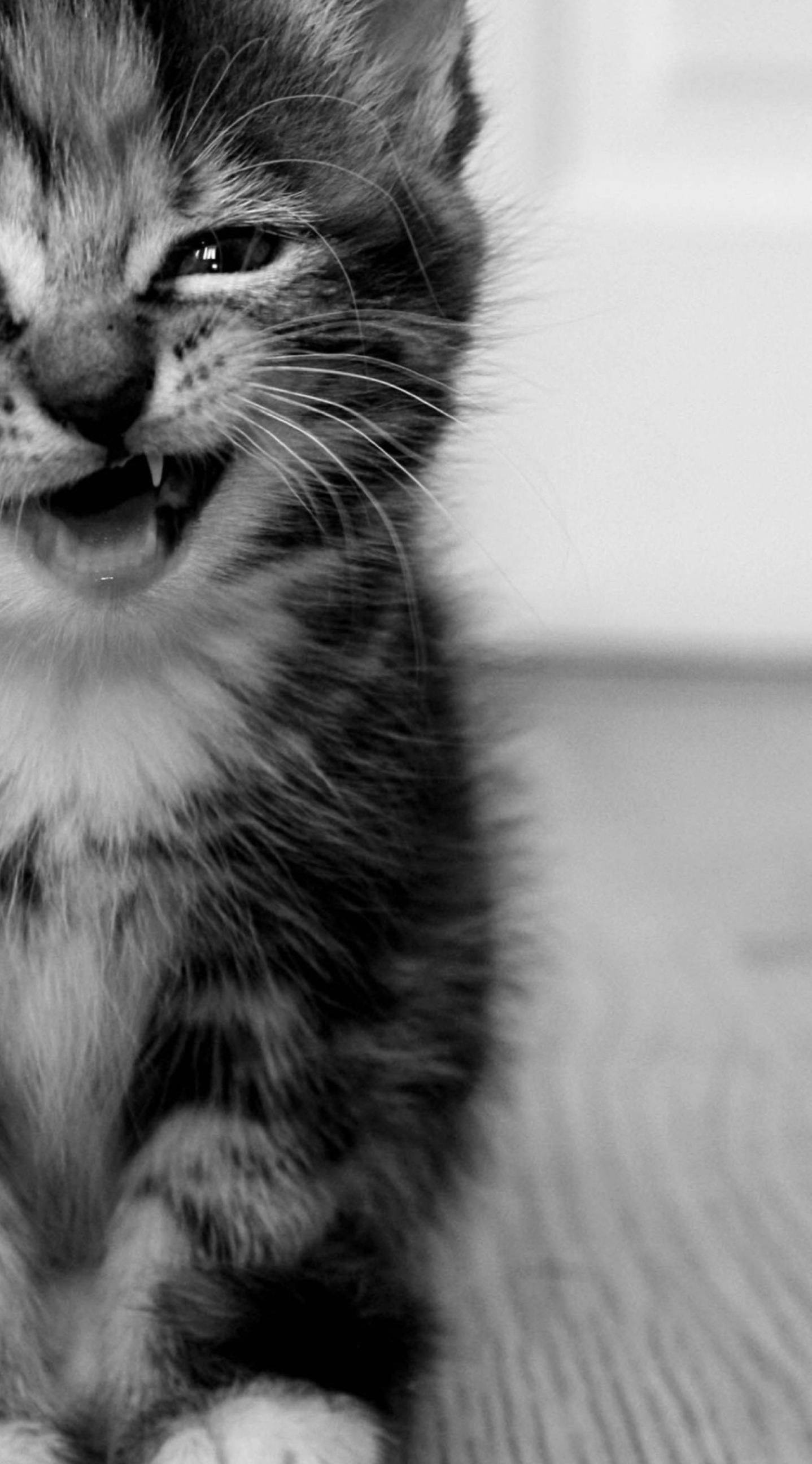 Smiling Black Tabby Cat Iphone