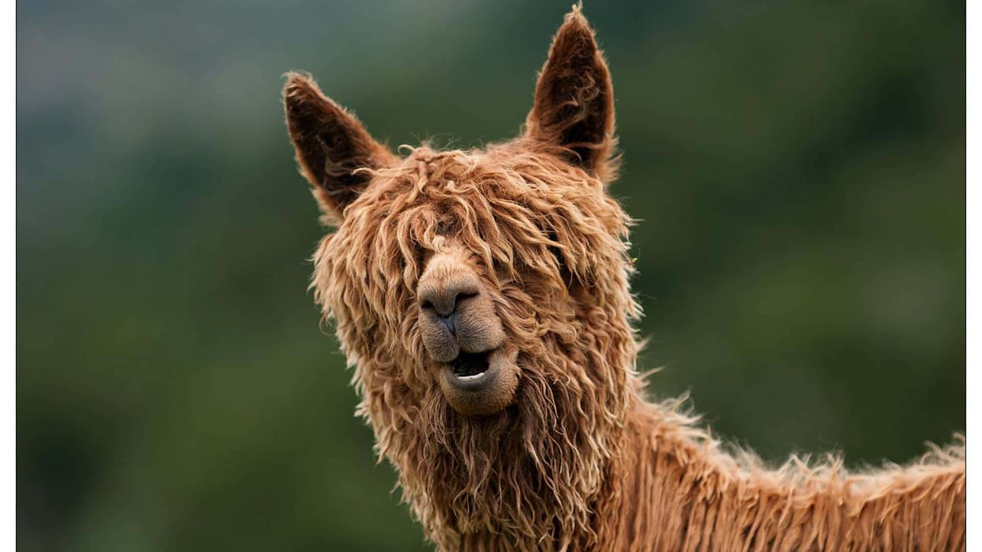 Smiling Brown Llama Portrait.jpg Background